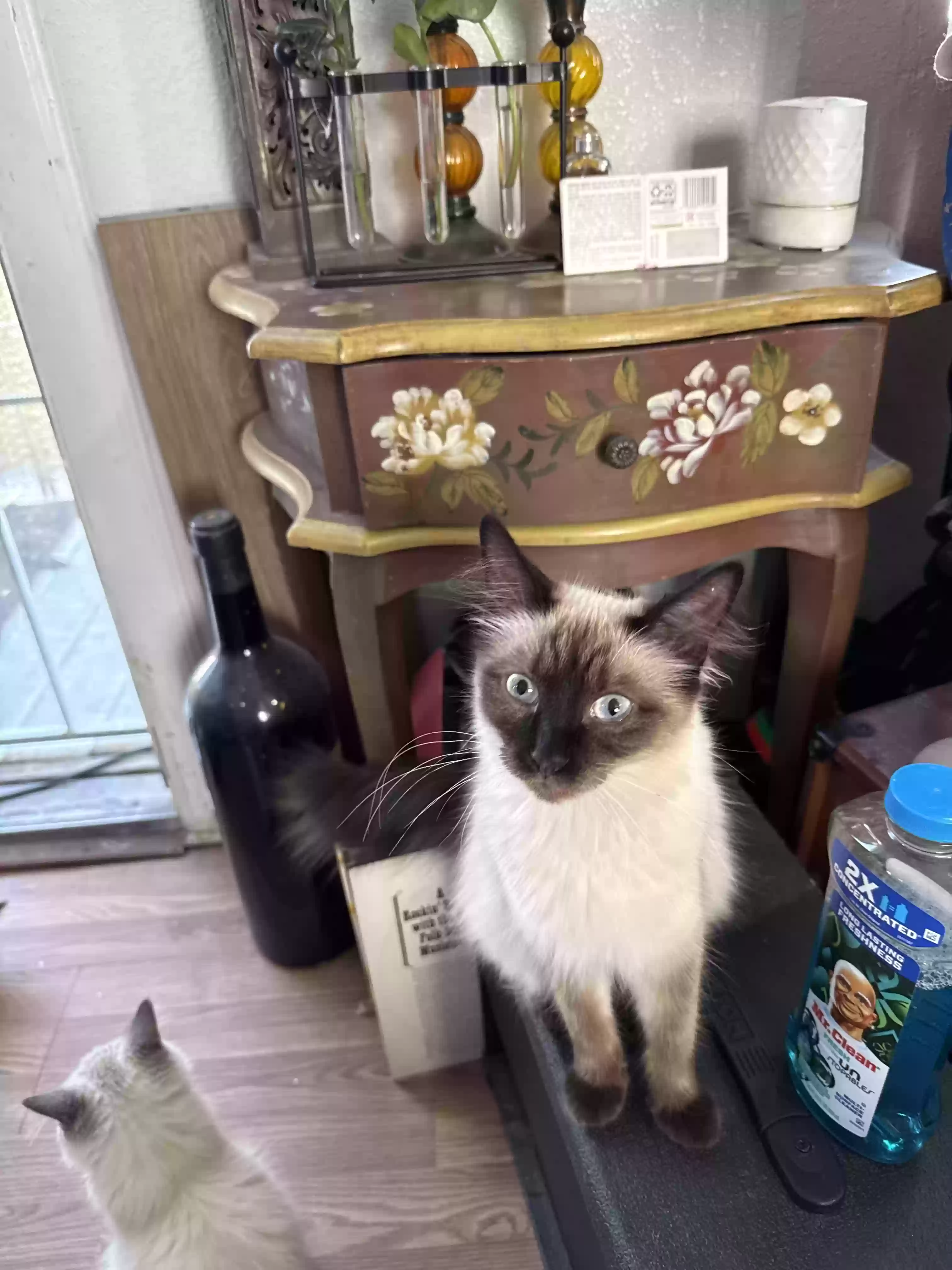adoptable Cat in Las Vegas,NV named Squarely