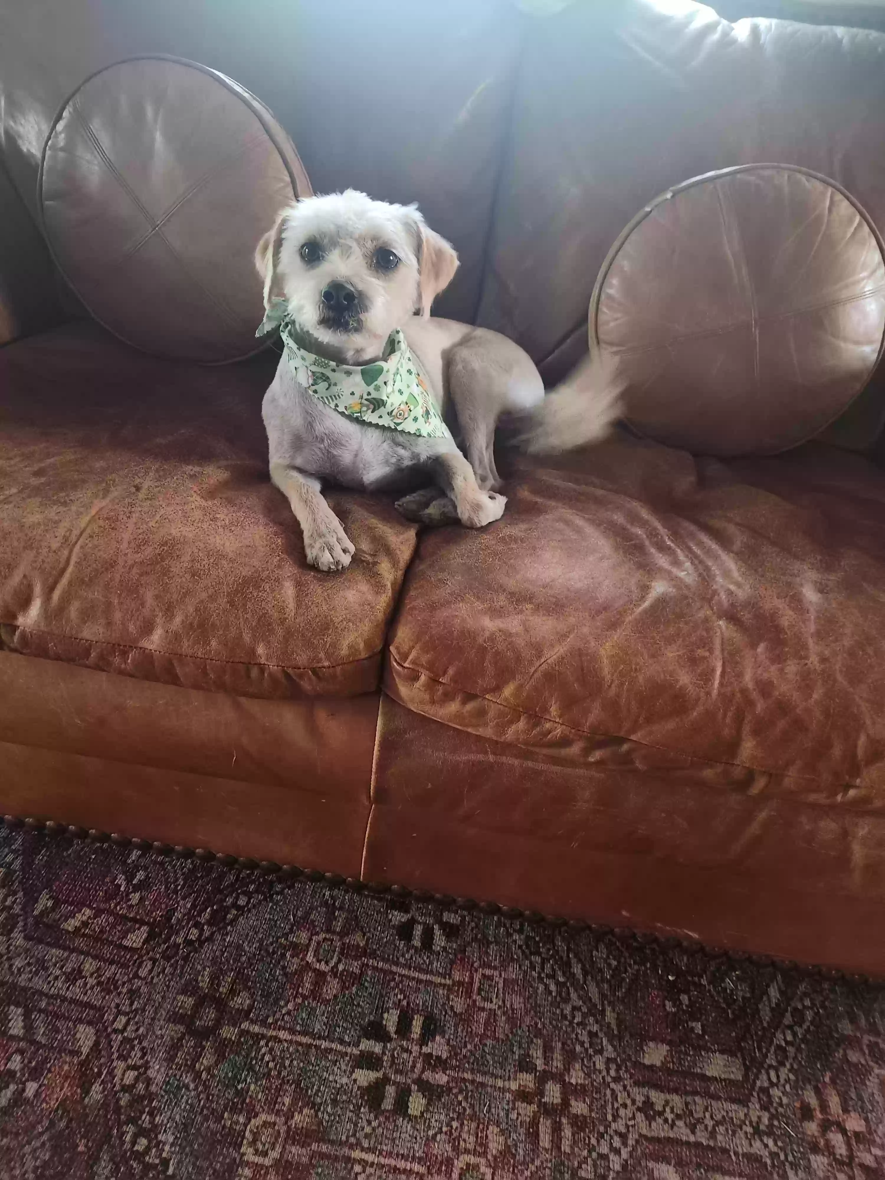 adoptable Dog in Norman,OK named Mabel