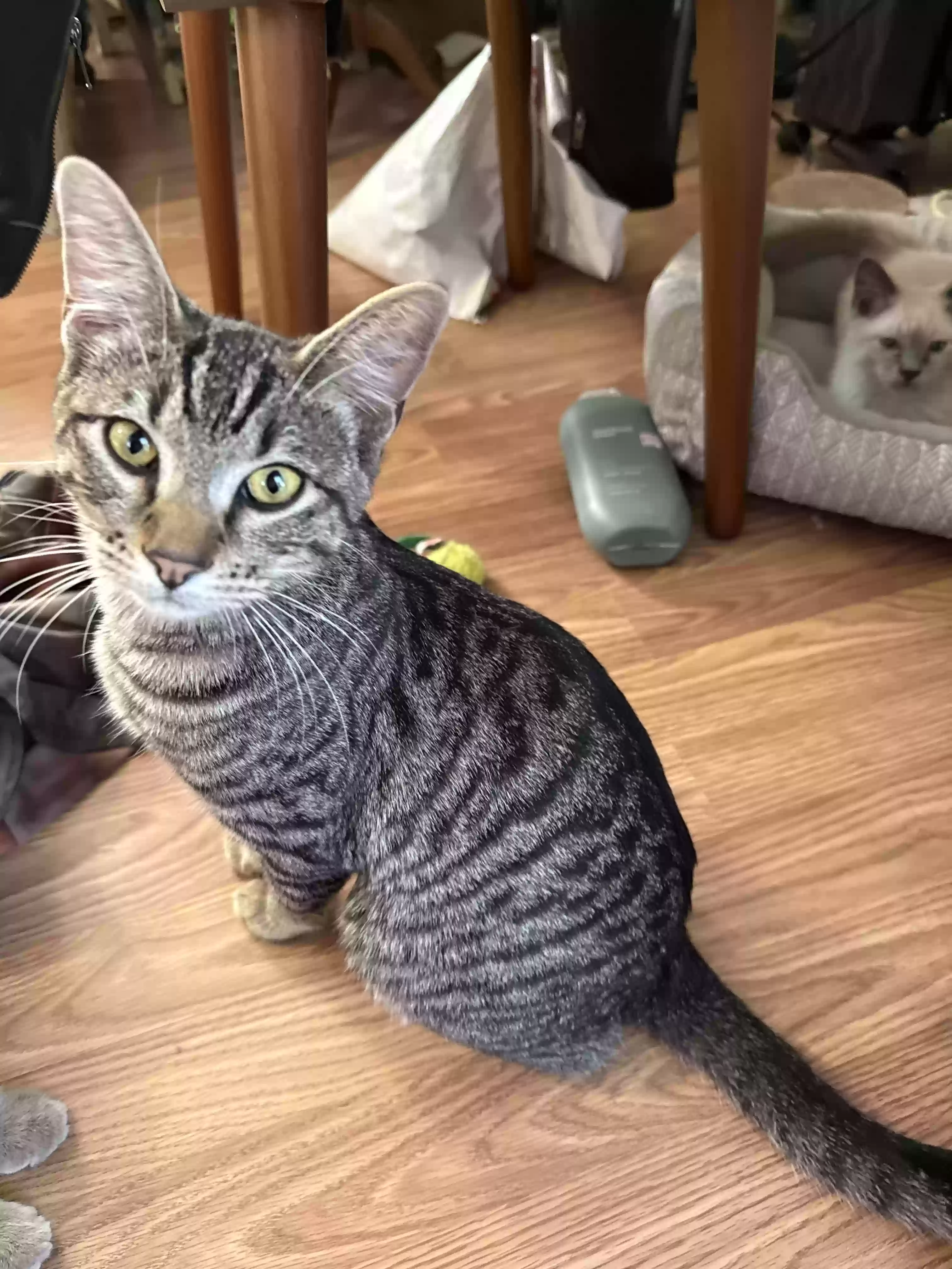 adoptable Cat in Las Vegas,NV named Mickey