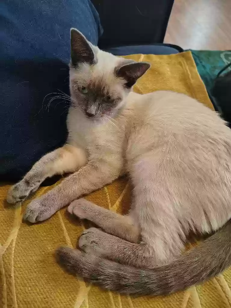 adoptable Cat in Las Vegas,NV named Shira