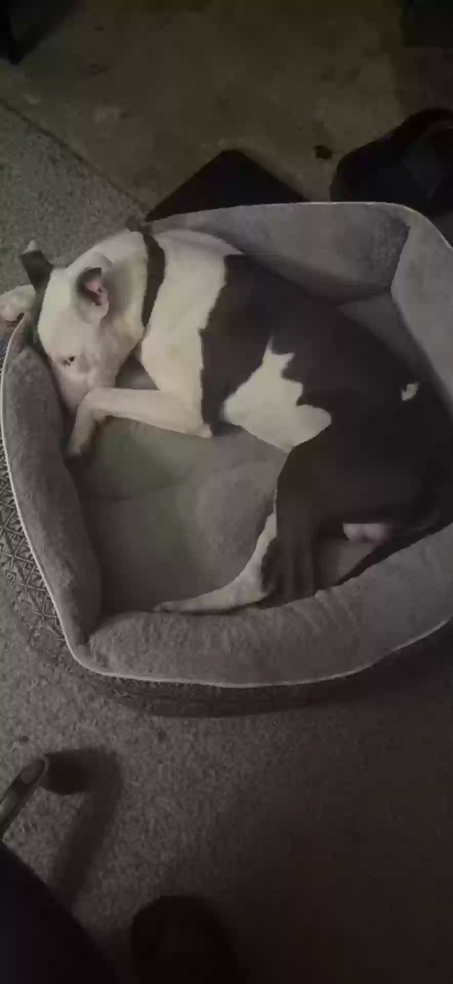 adoptable Dog in Greensboro,NC named Bentley
