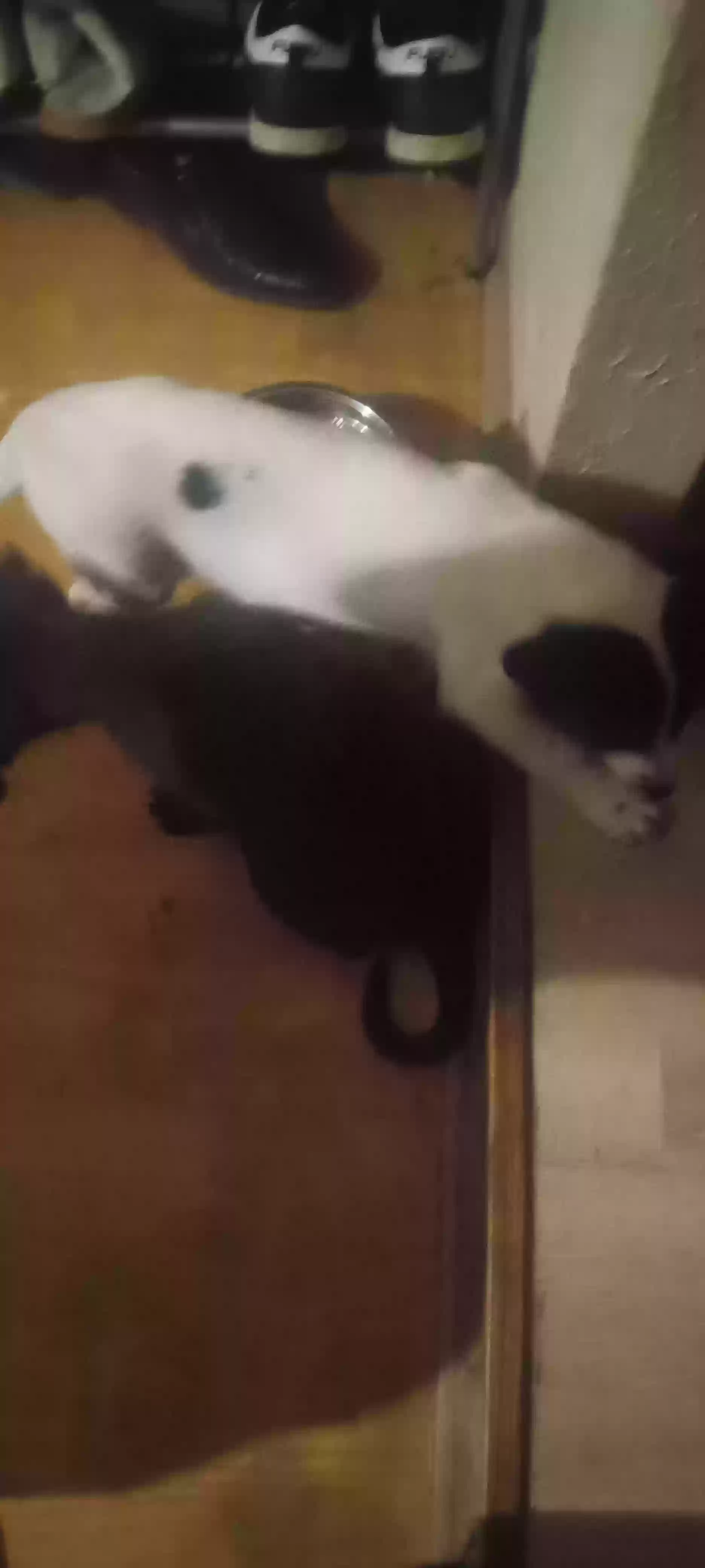 adoptable Dog in Balch Springs,TX named Black and White