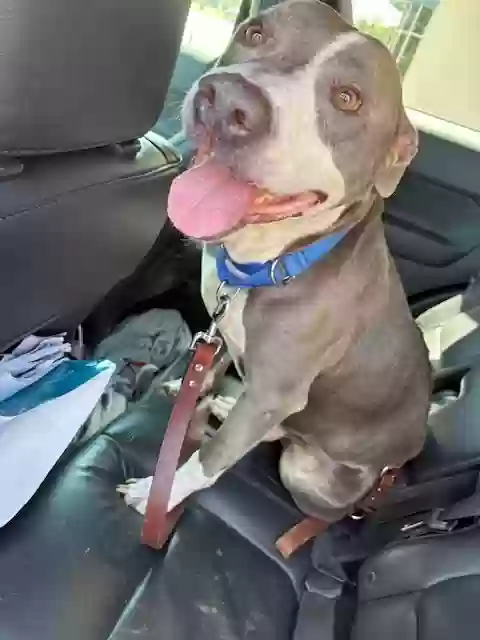 adoptable Dog in Orange City,FL named Bluey