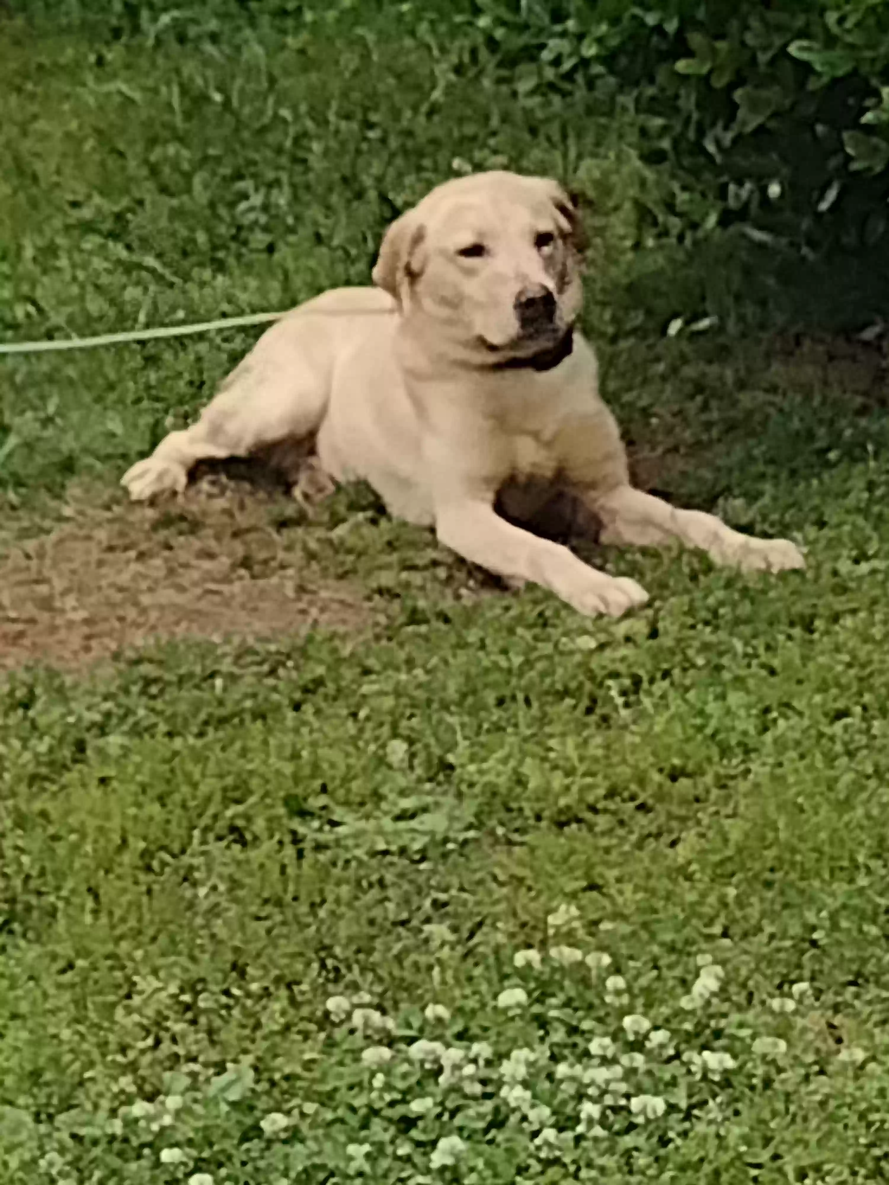adoptable Dog in Douglasville,GA named Baroc