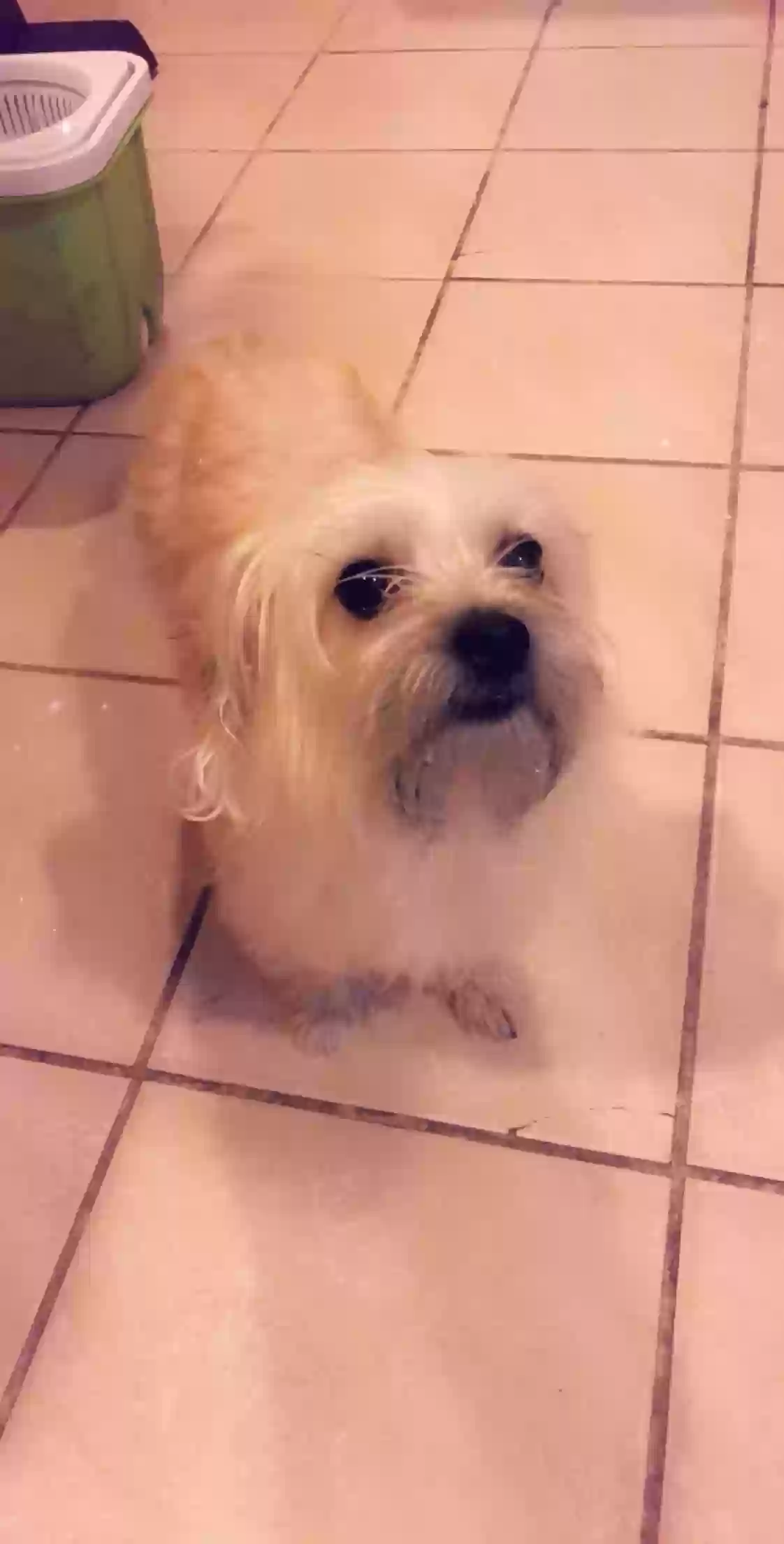 adoptable Dog in Jersey City,NJ named Rosie