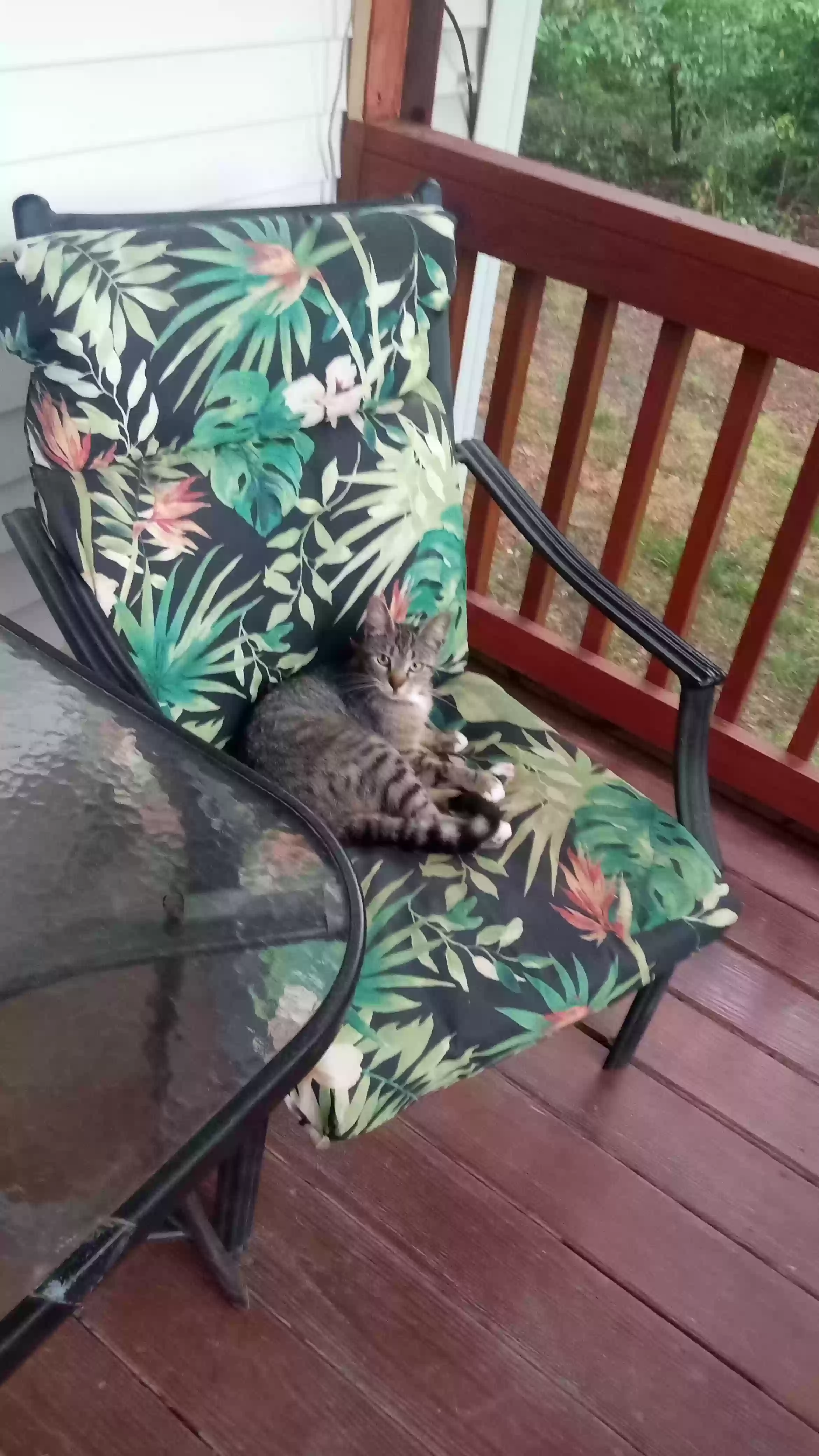 adoptable Cat in Hartselle,AL named Unsure