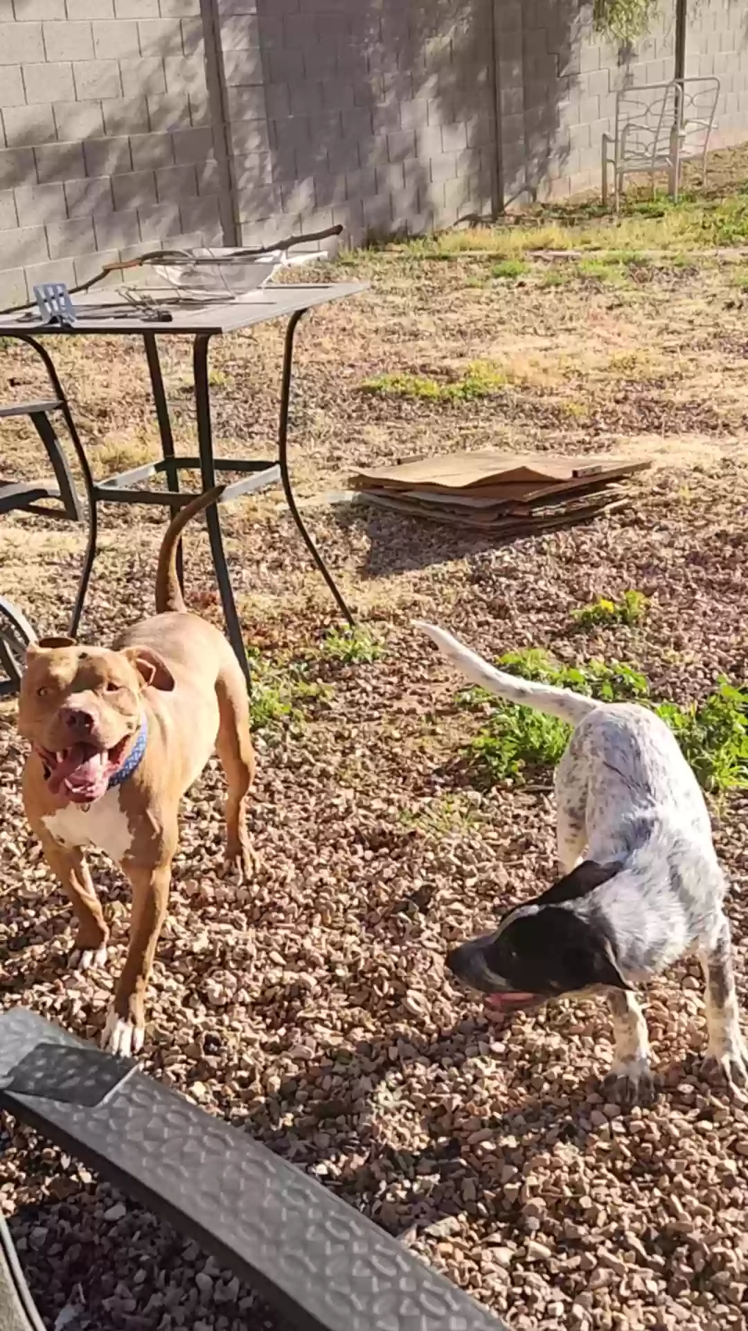 adoptable Dog in Maricopa,AZ named Lilly