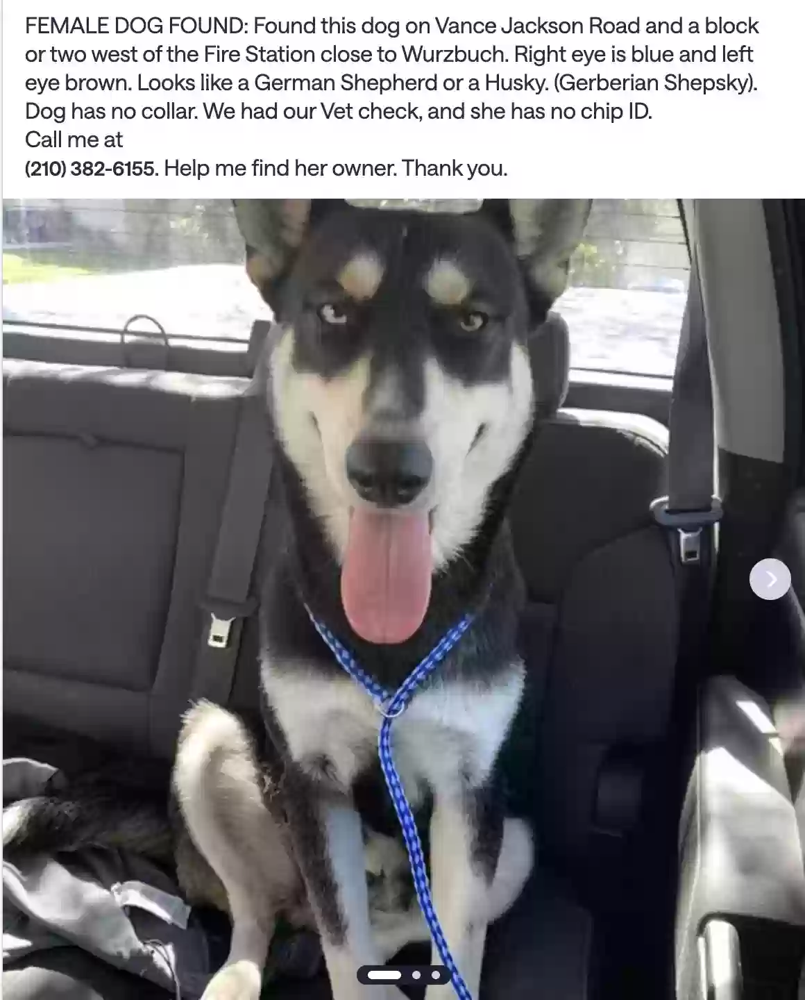 adoptable Dog in San Antonio,TX named found no tag or chip