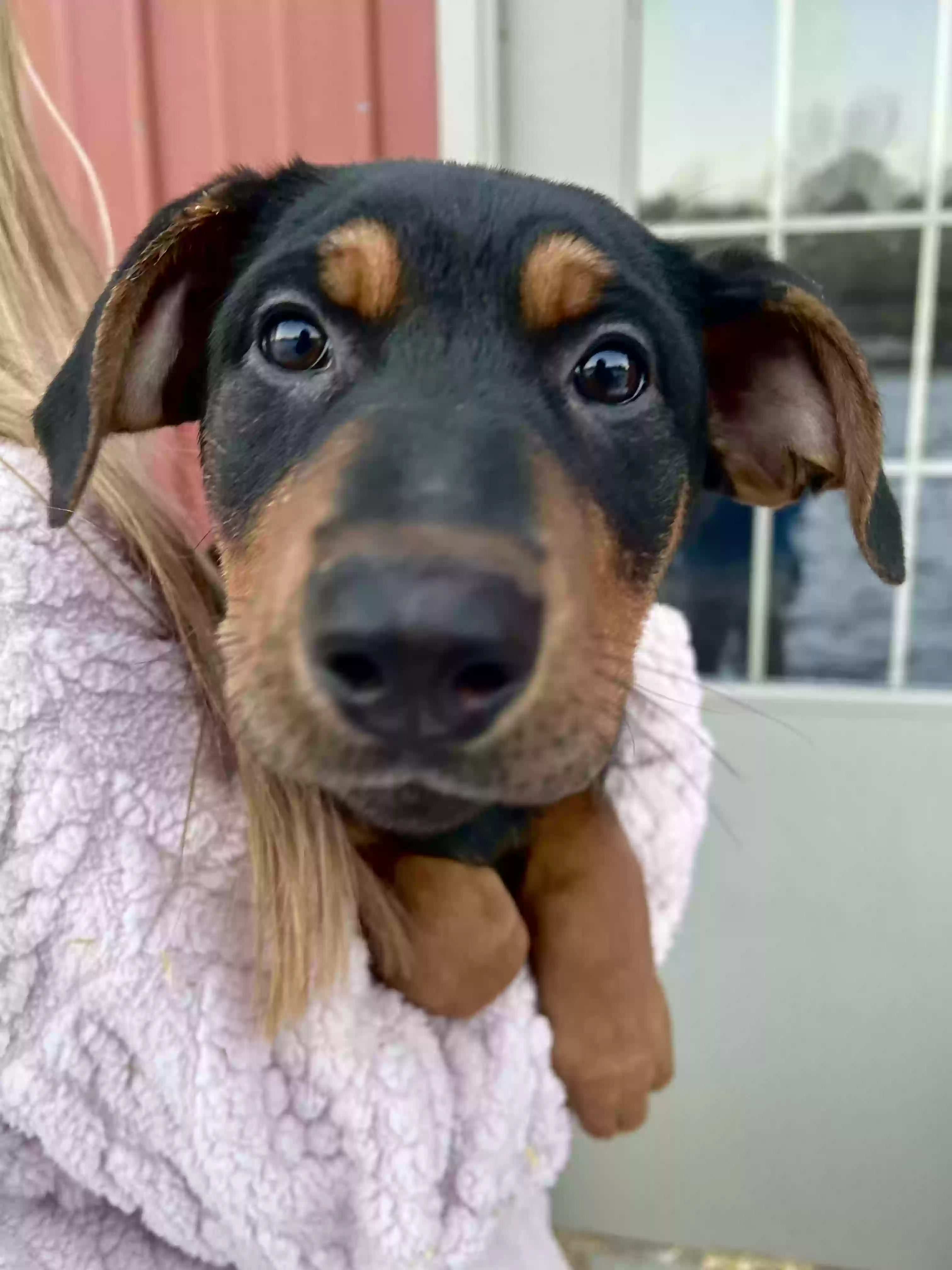 adoptable Dog in Apex,NC named Ginger