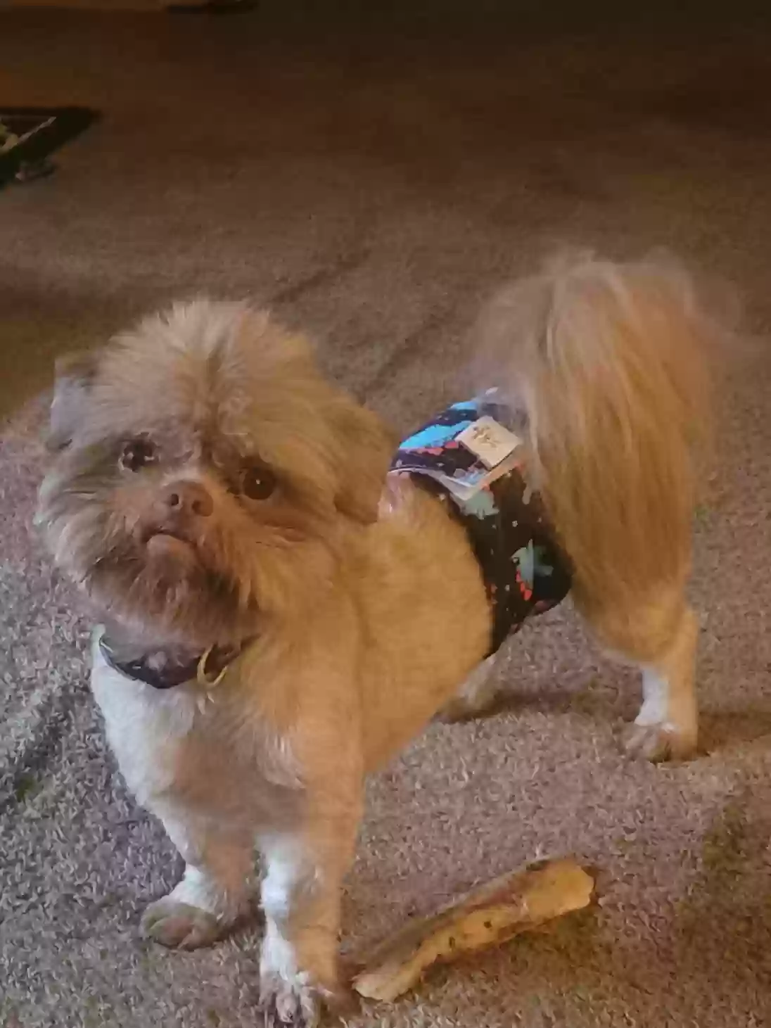 adoptable Dog in Atlanta,GA named GUCCI