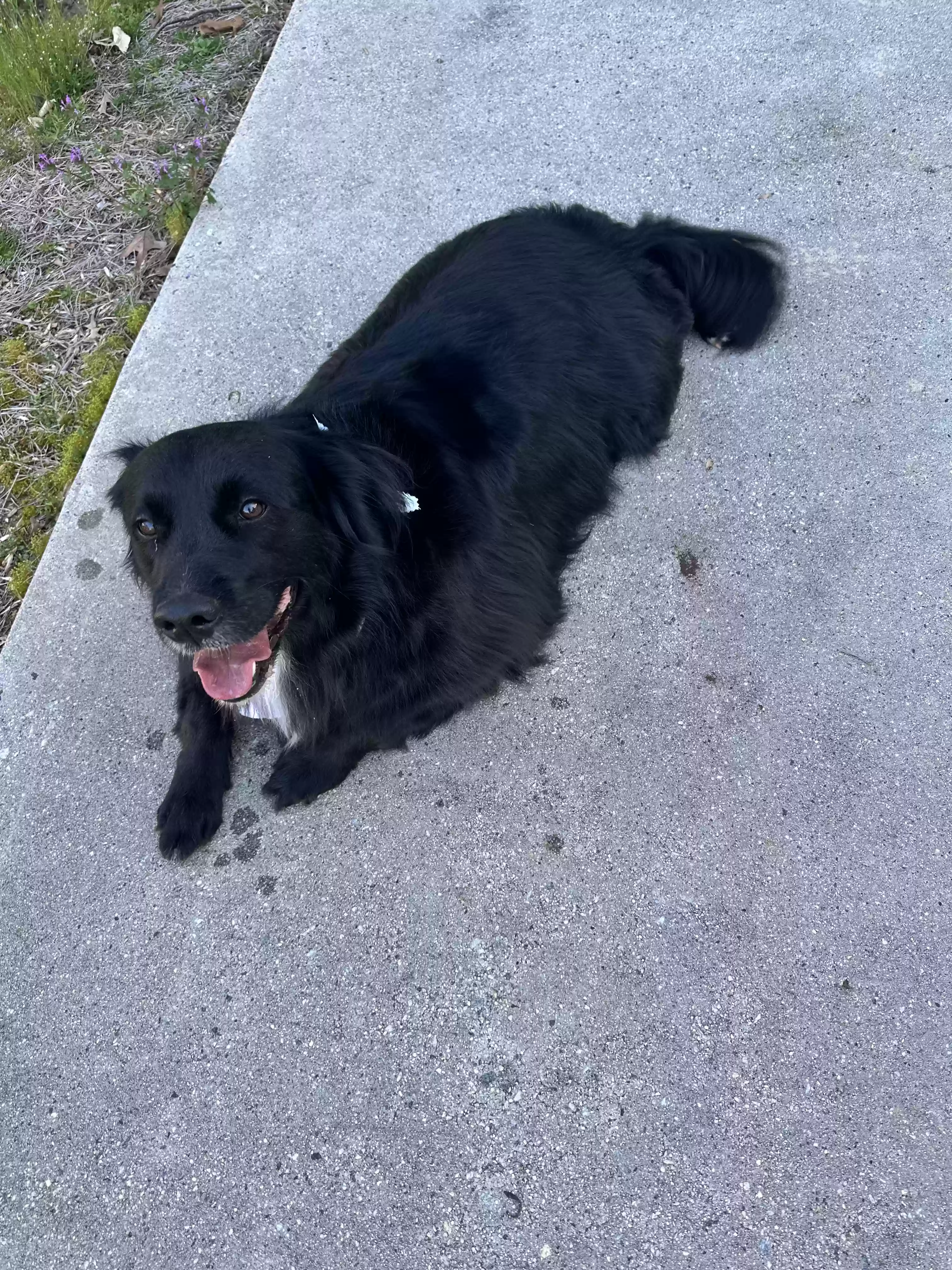 adoptable Dog in Gainesville,GA named Onyx