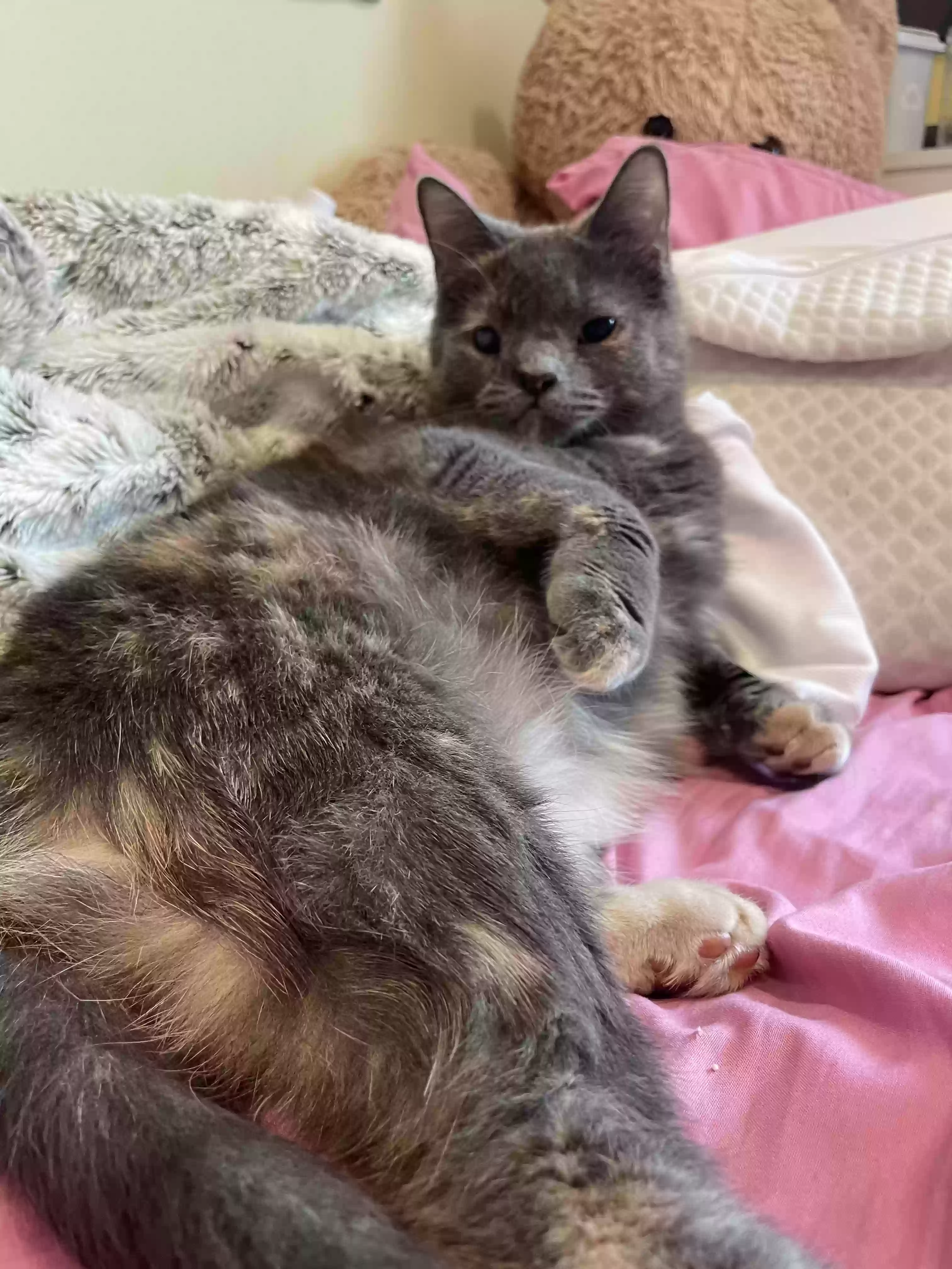 adoptable Cat in Medina,OH named Goose