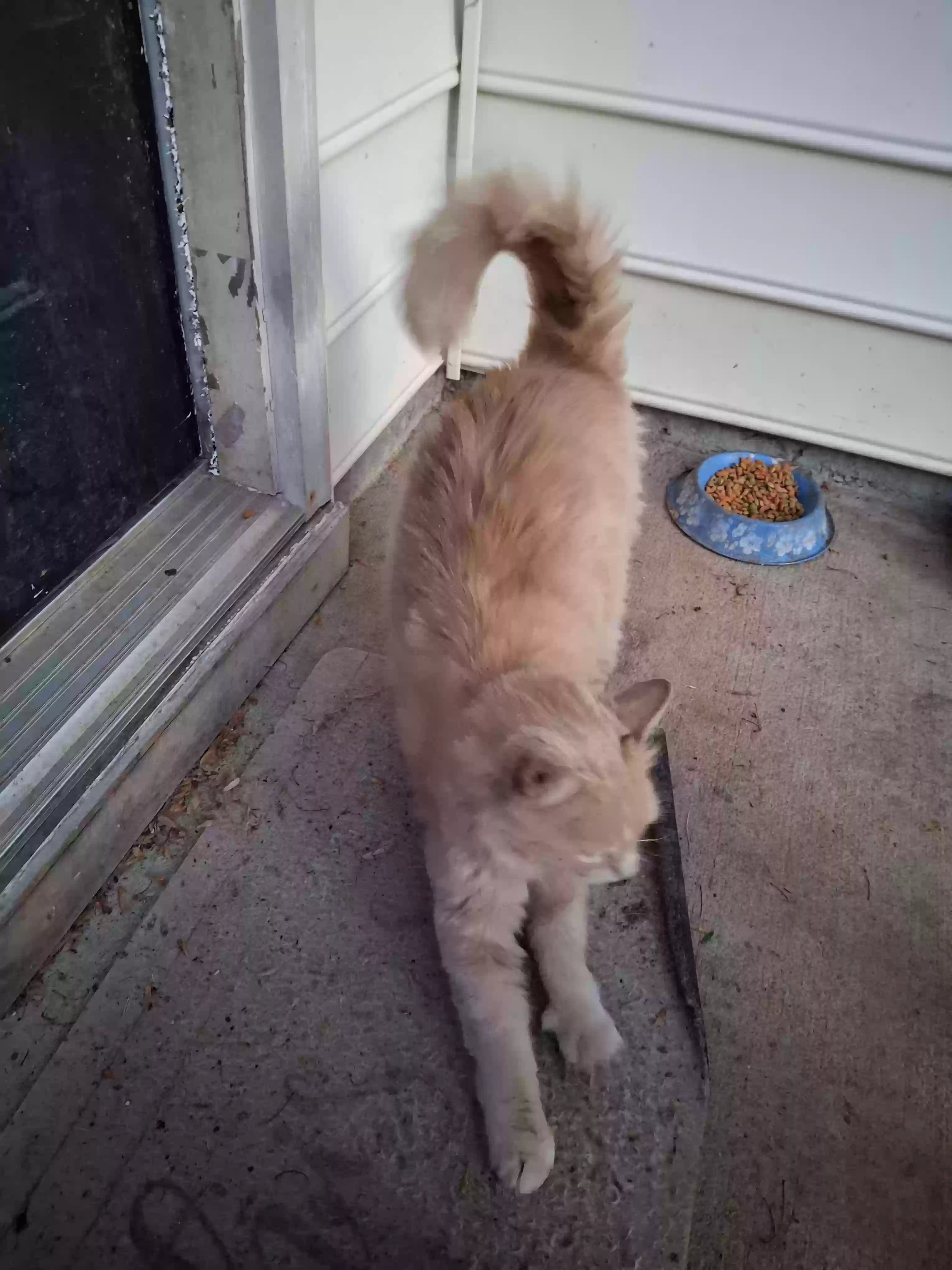 adoptable Cat in Raleigh,NC named Aho