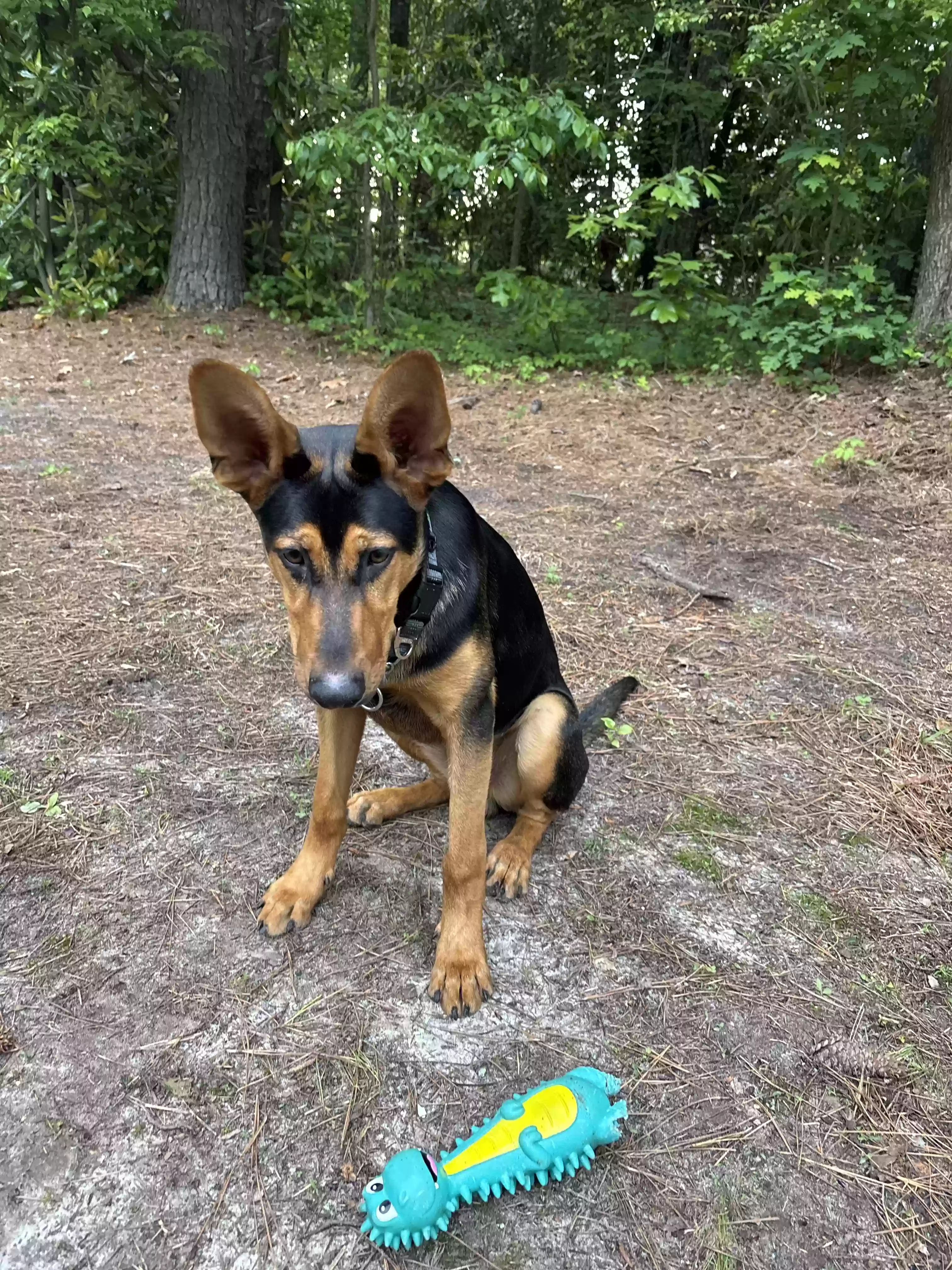 adoptable Dog in Auburn,GA named 