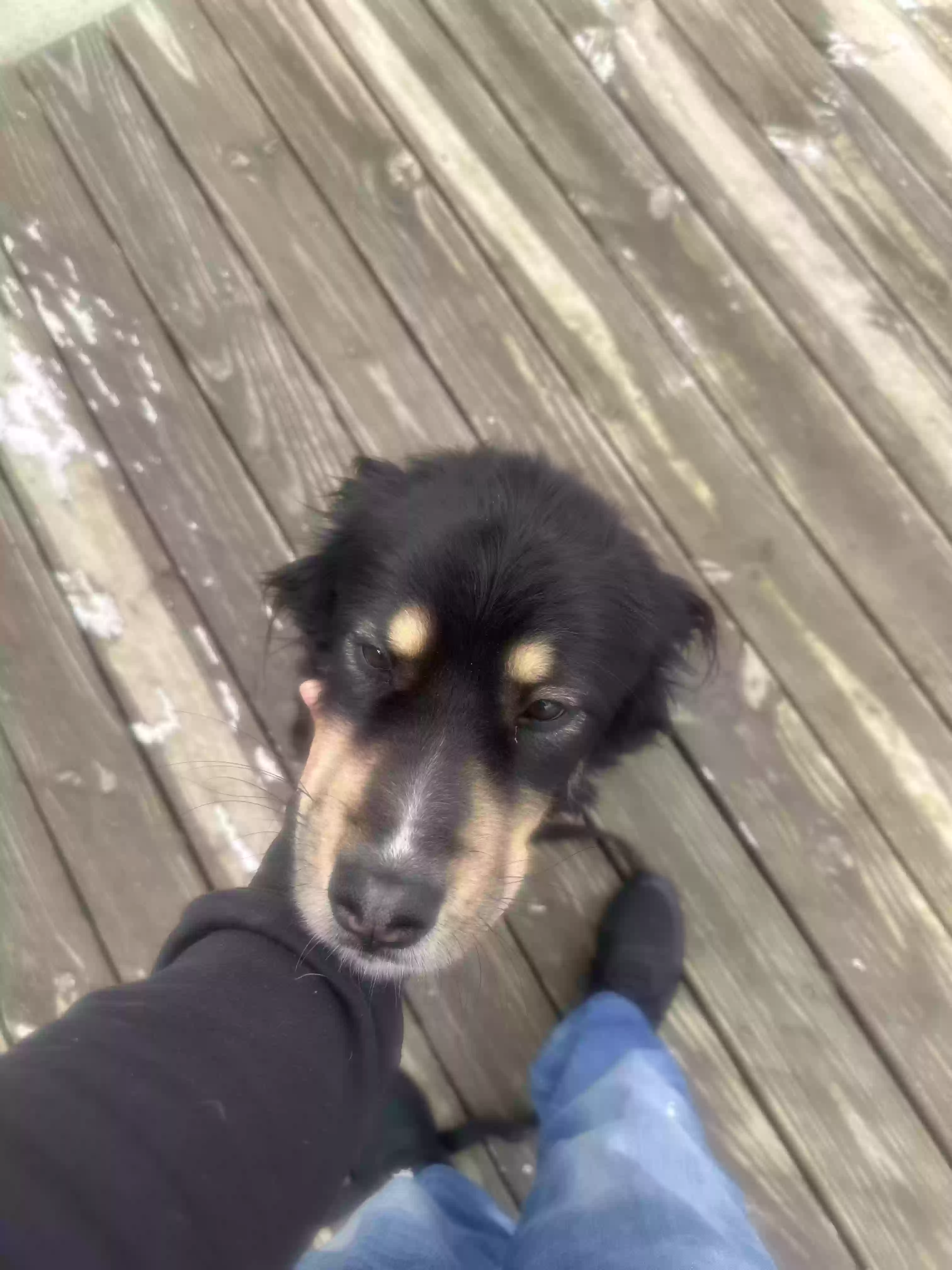 adoptable Dog in Marysville,OH named