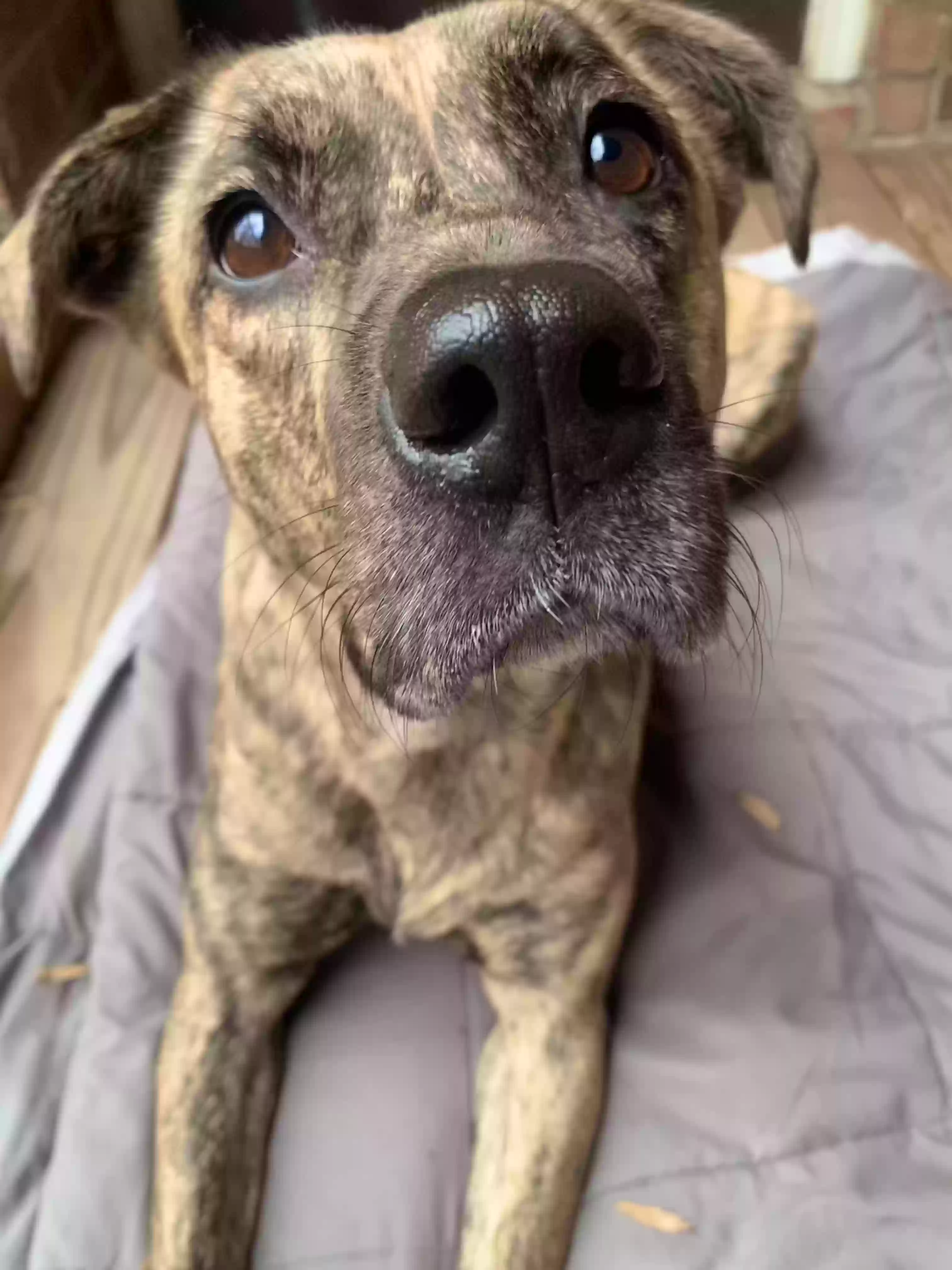 adoptable Dog in Cary,NC named Panini