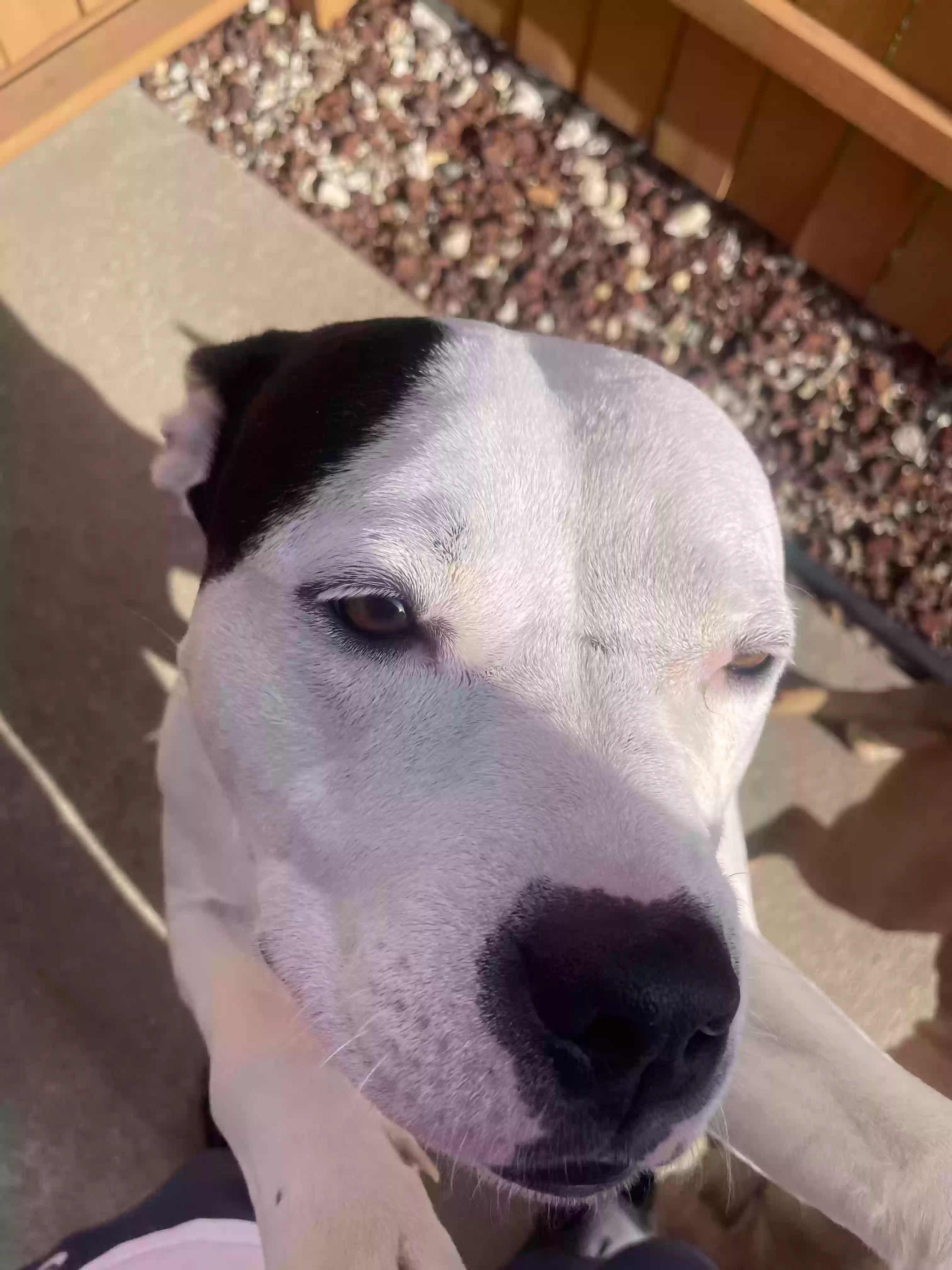 adoptable Dog in Calumet City,IL named Mimi
