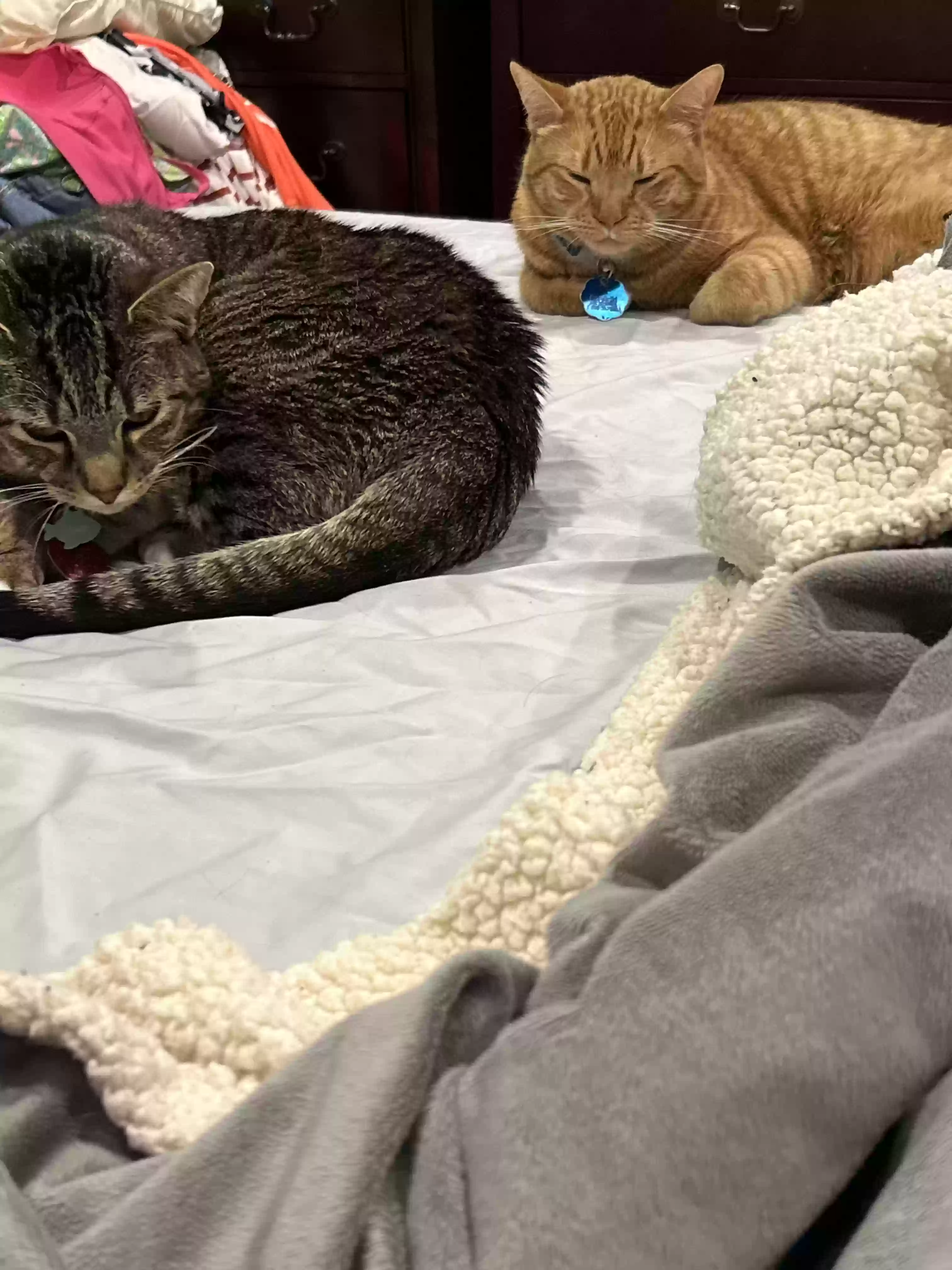 adoptable Cat in Middletown,MD named Lyger