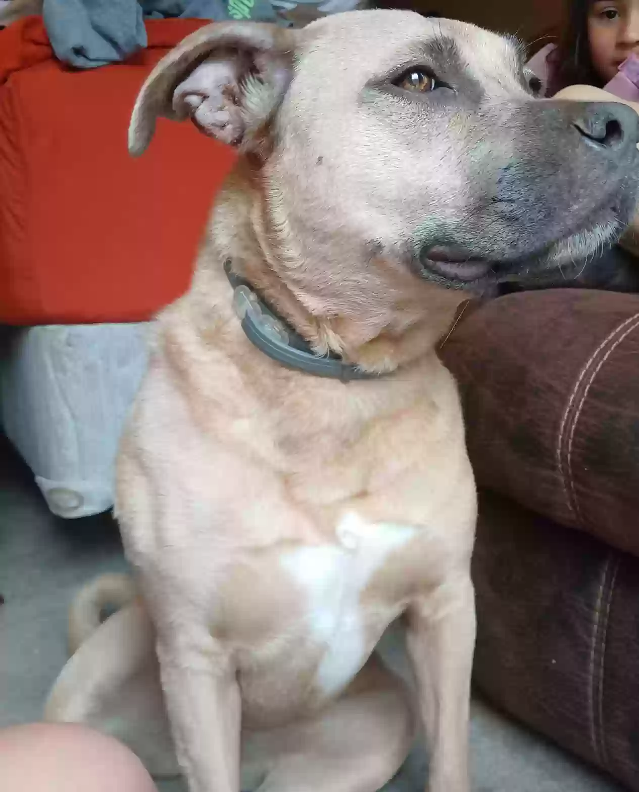 adoptable Dog in Paola,KS named Sheila