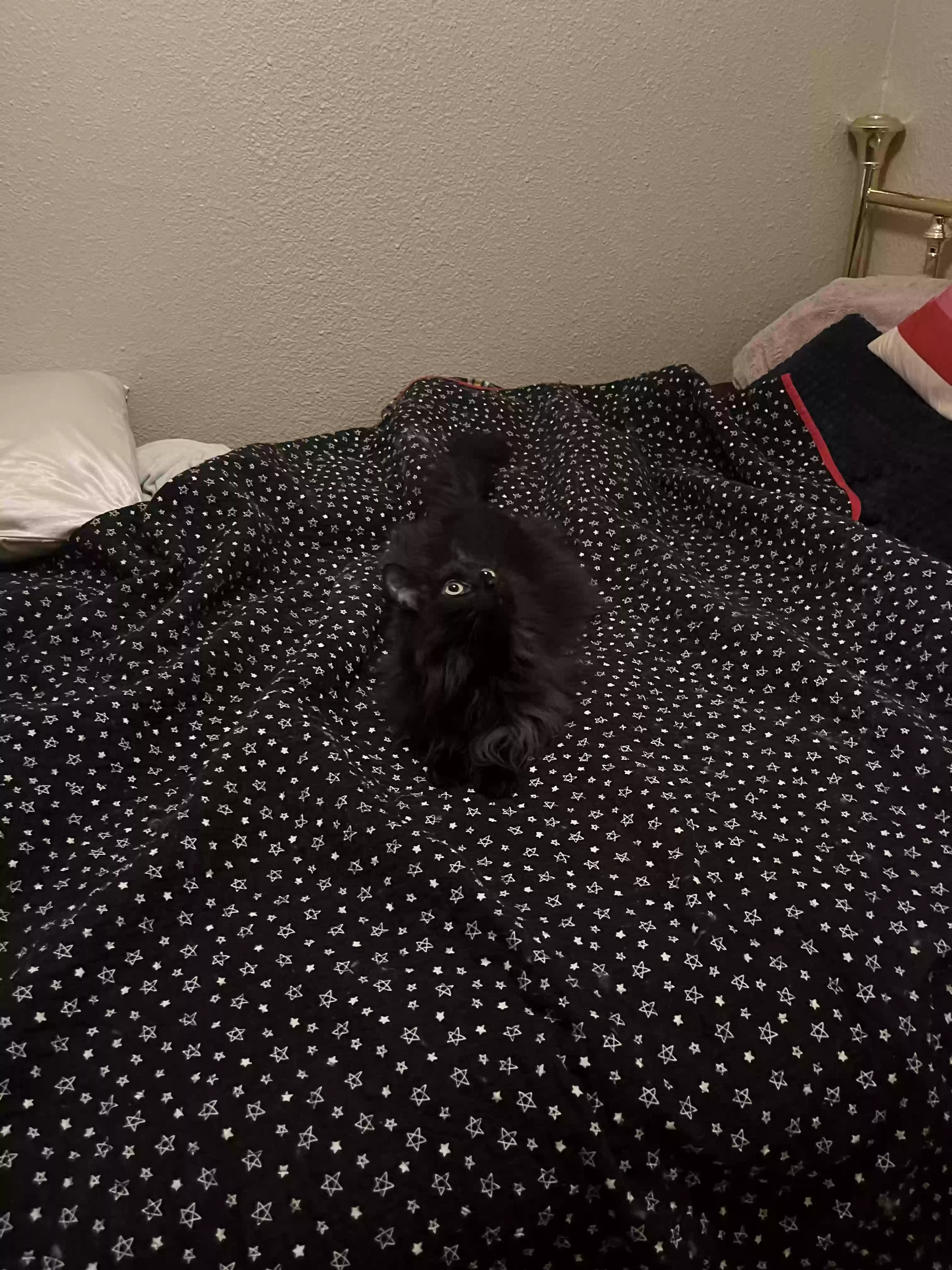 adoptable Cat in Denton,TX named Cleo
