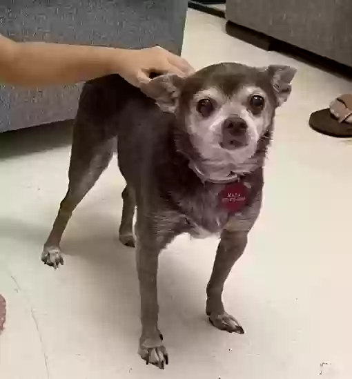 adoptable Dog in Houston,TX named Maya
