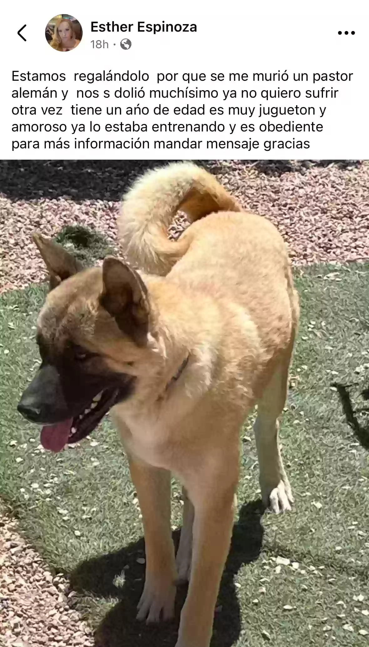 adoptable Dog in North Las Vegas,NV named Yoshi