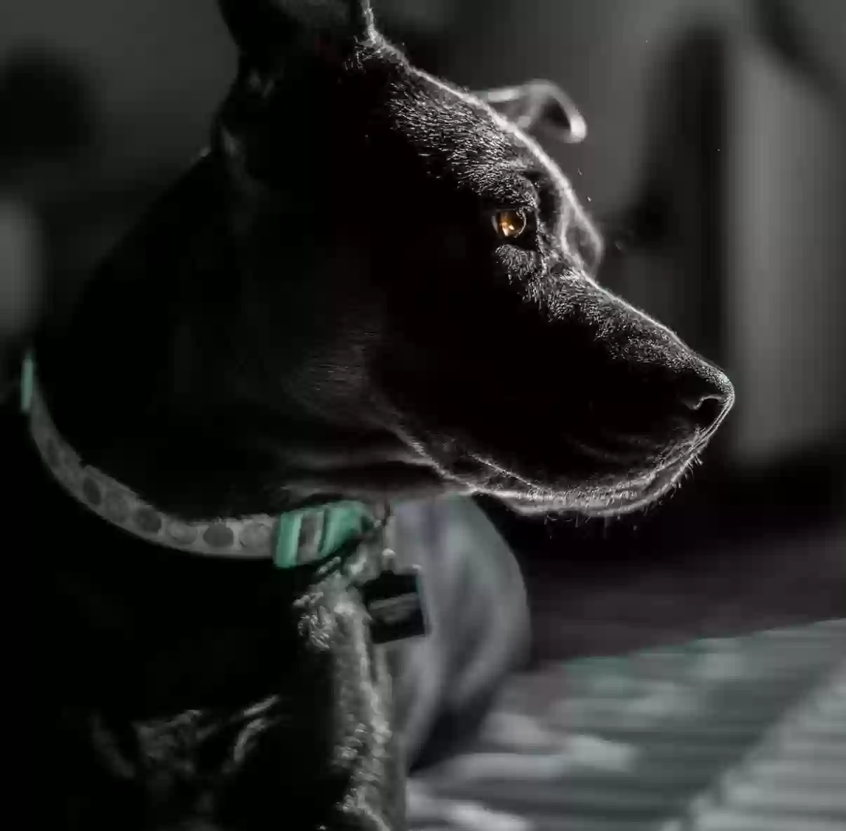 adoptable Dog in Maricopa,AZ named merlot