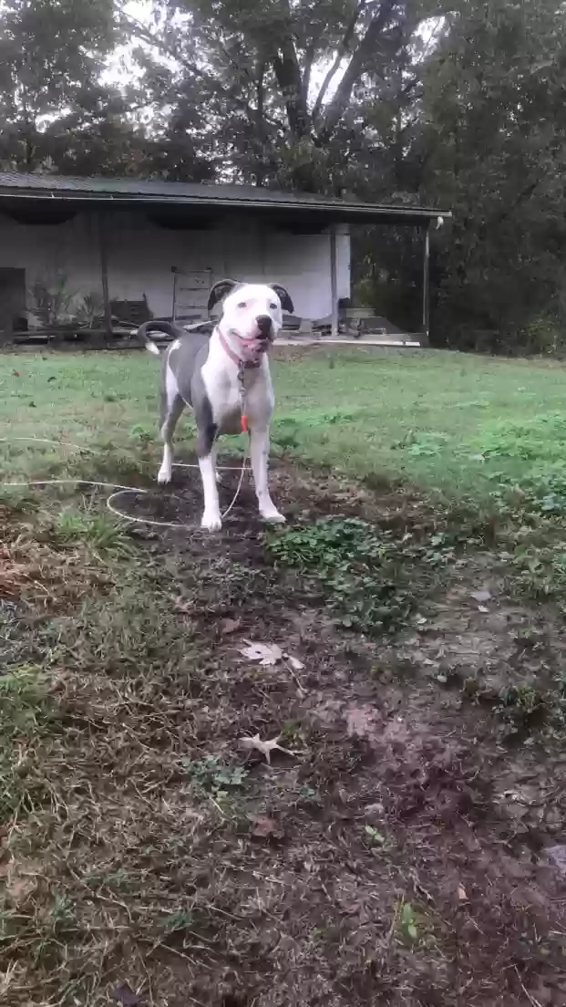 adoptable Dog in Fulton,KY named Mia