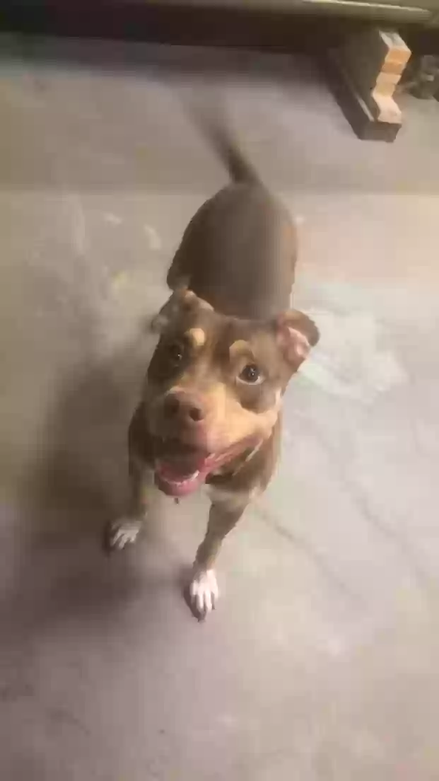 adoptable Dog in Fulton,KY named MJ