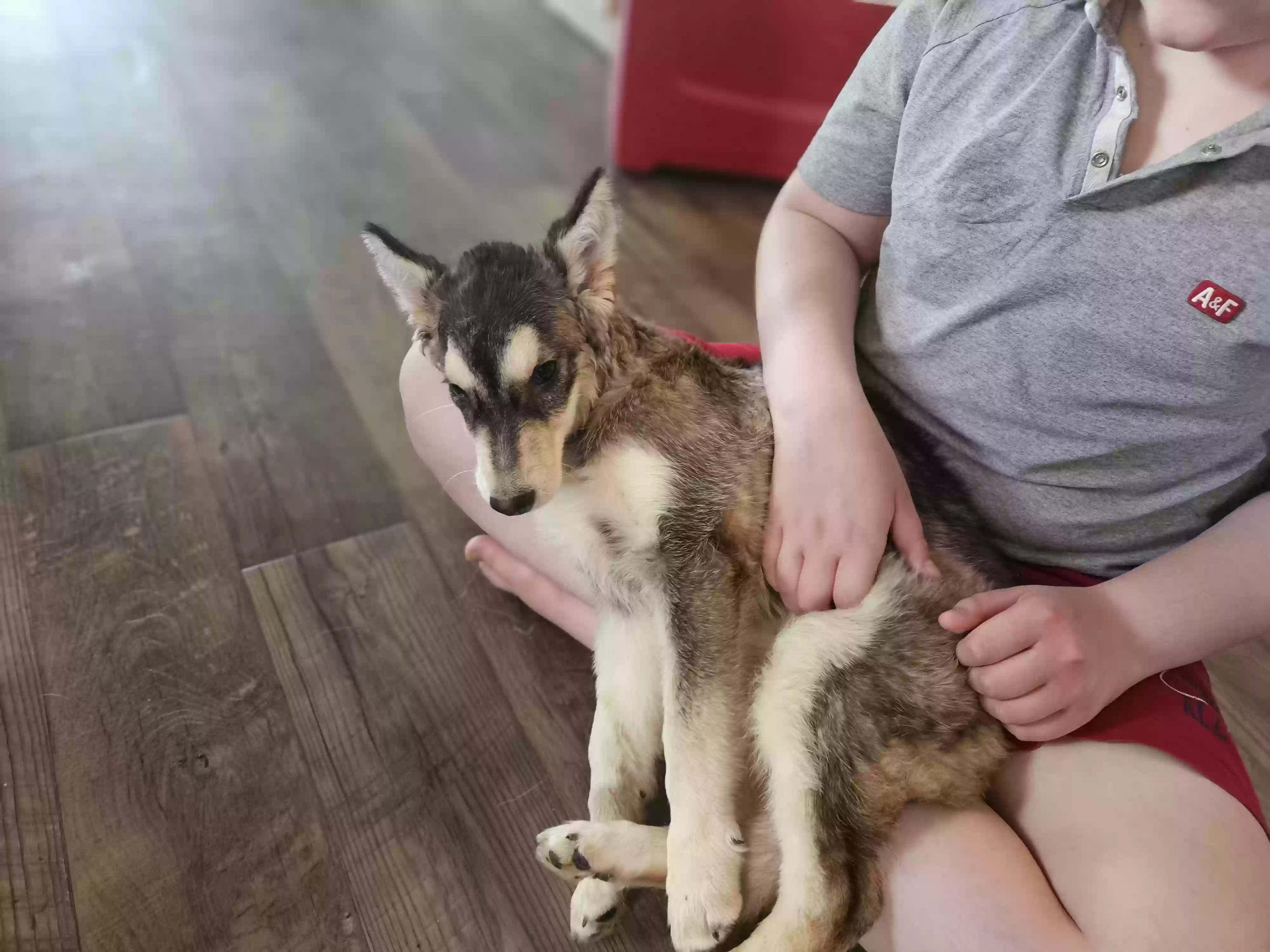 adoptable Dog in Cashton,WI named Rocky