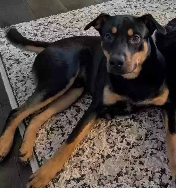 adoptable Dog in Mountain Home,AR named Bowser