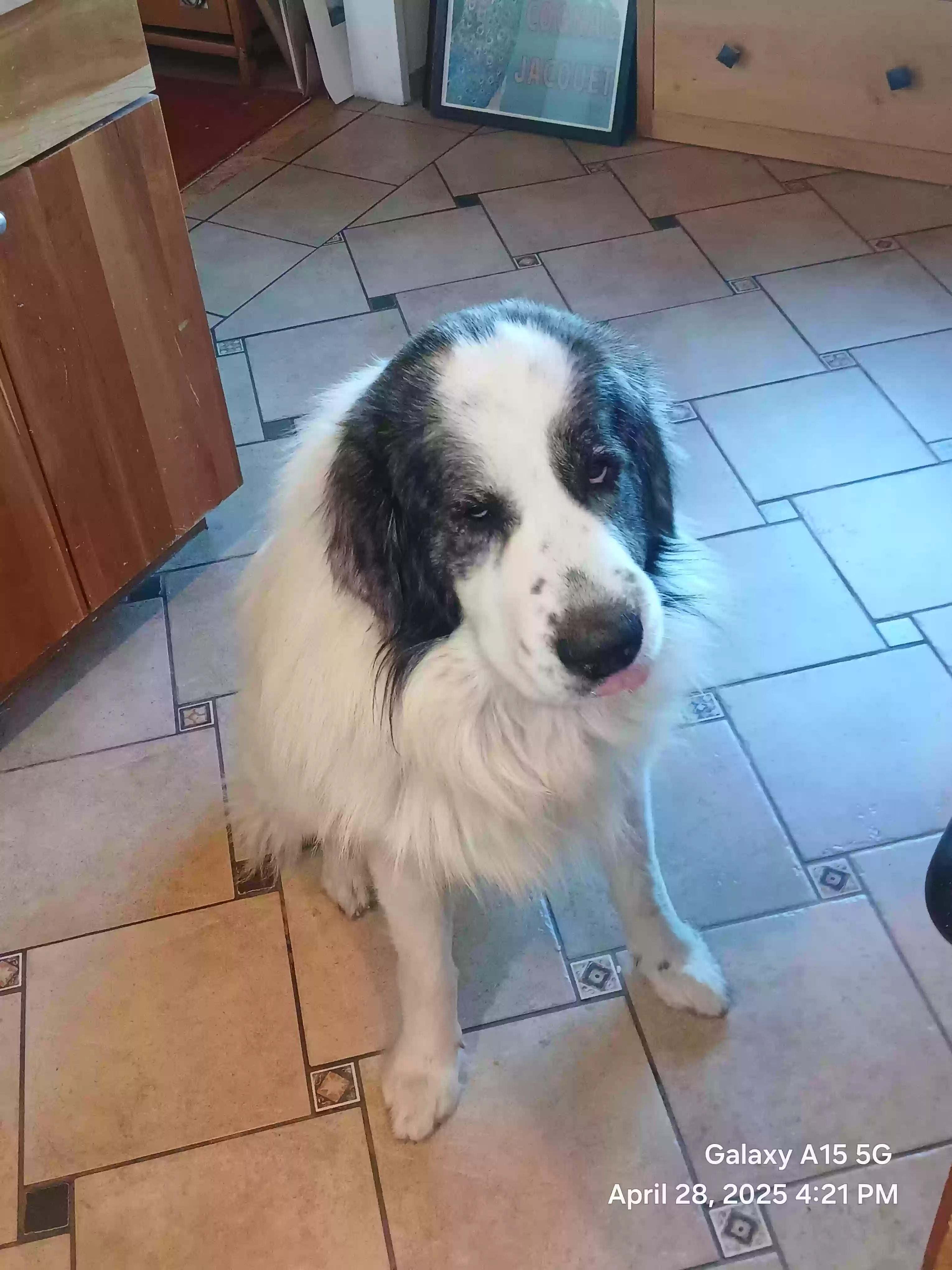 adoptable Dog in El Cerrito,CA named Harry