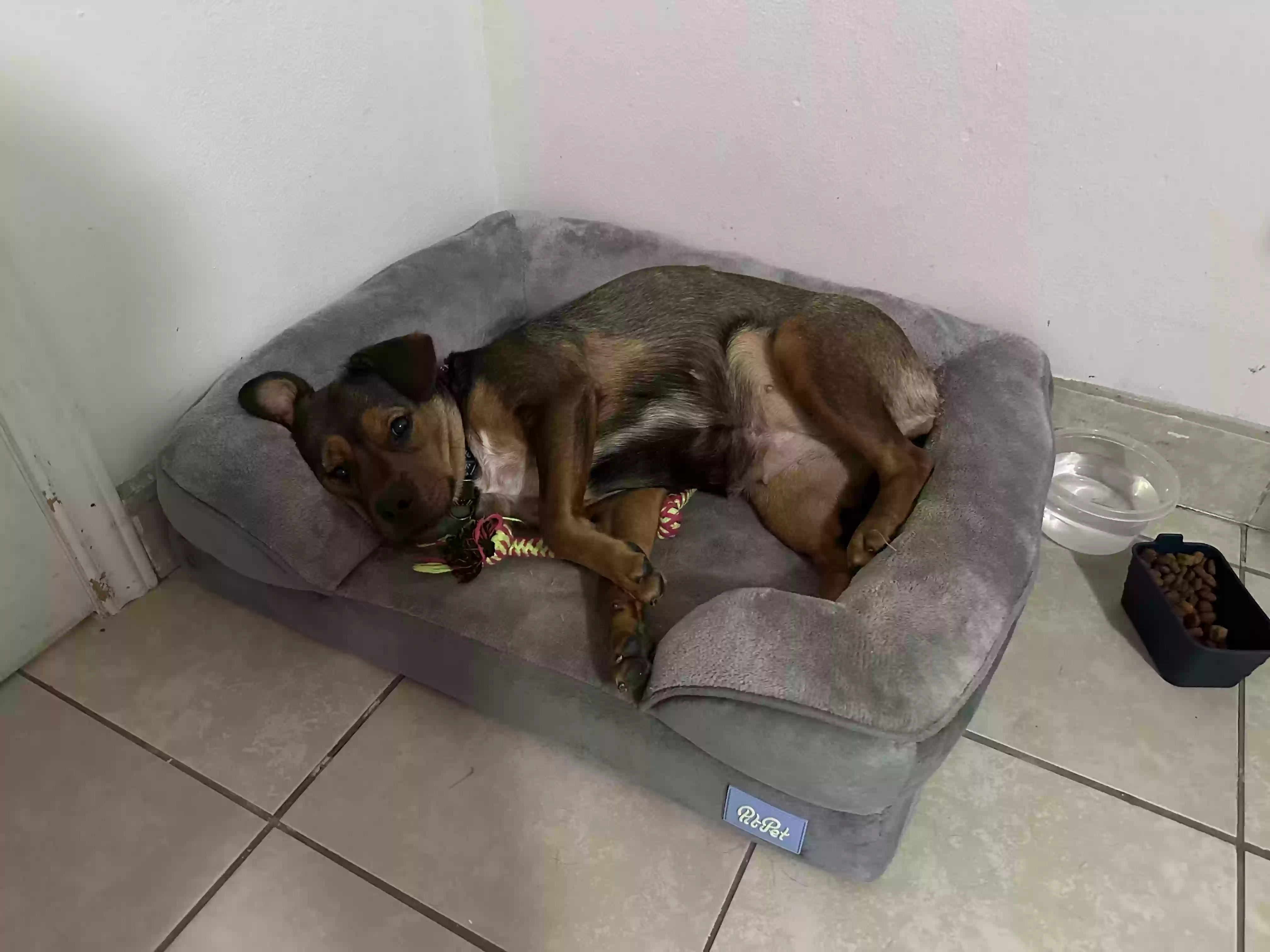 adoptable Dog in Kingsville,TX named Bailey