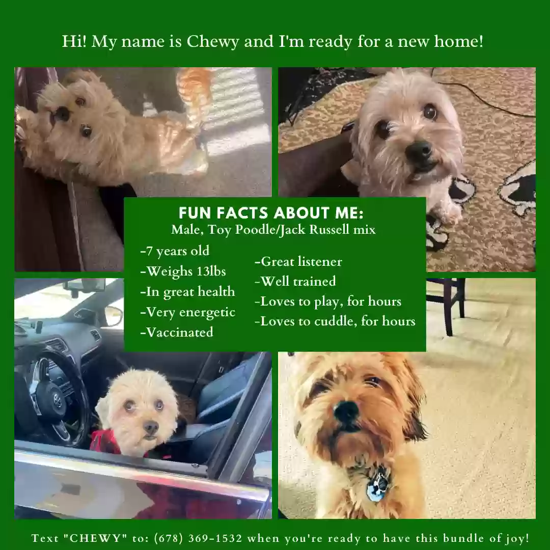 adoptable Dog in Conyers,GA named Papi