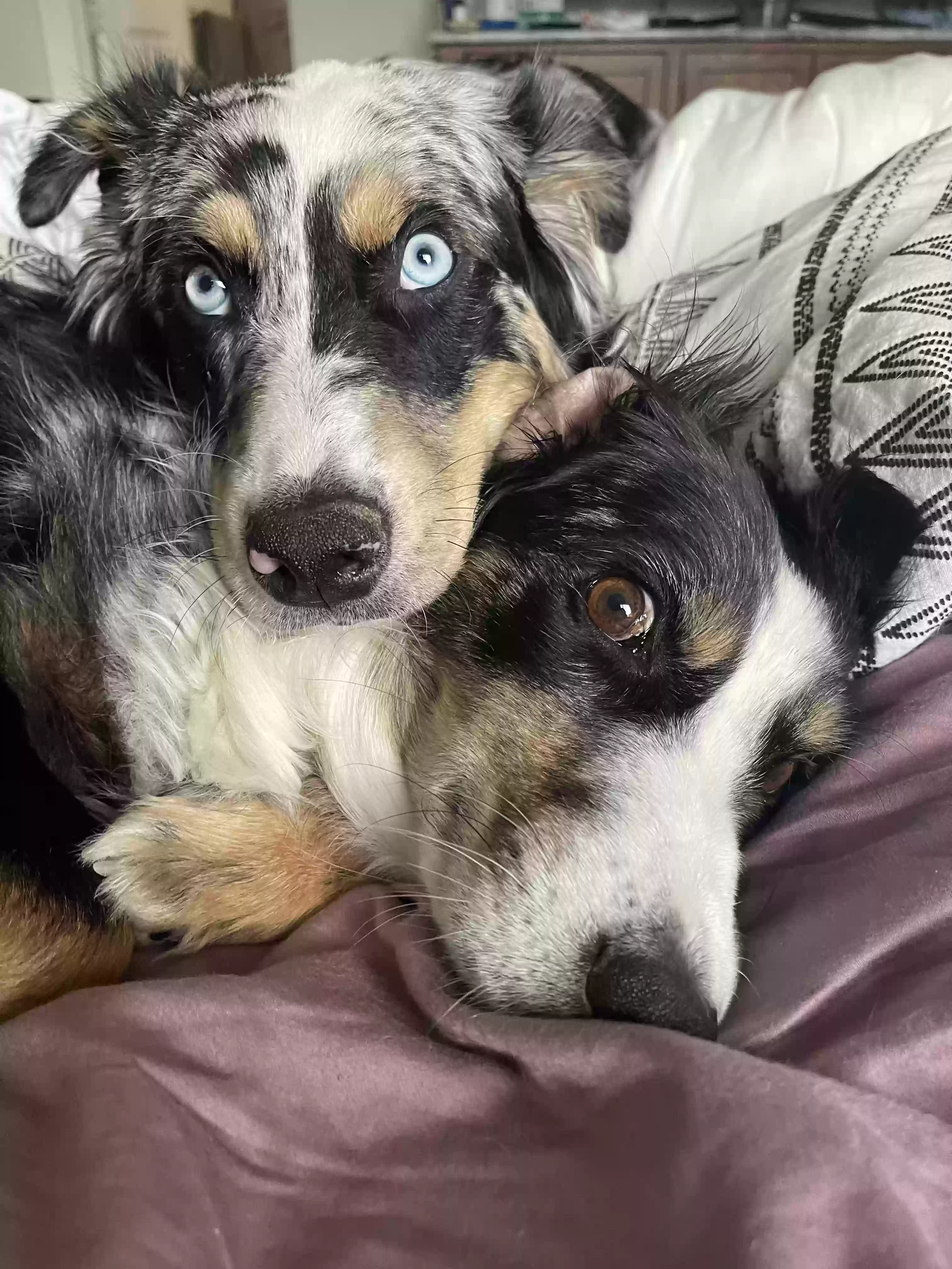 adoptable Dog in Windsor,CO named Blue