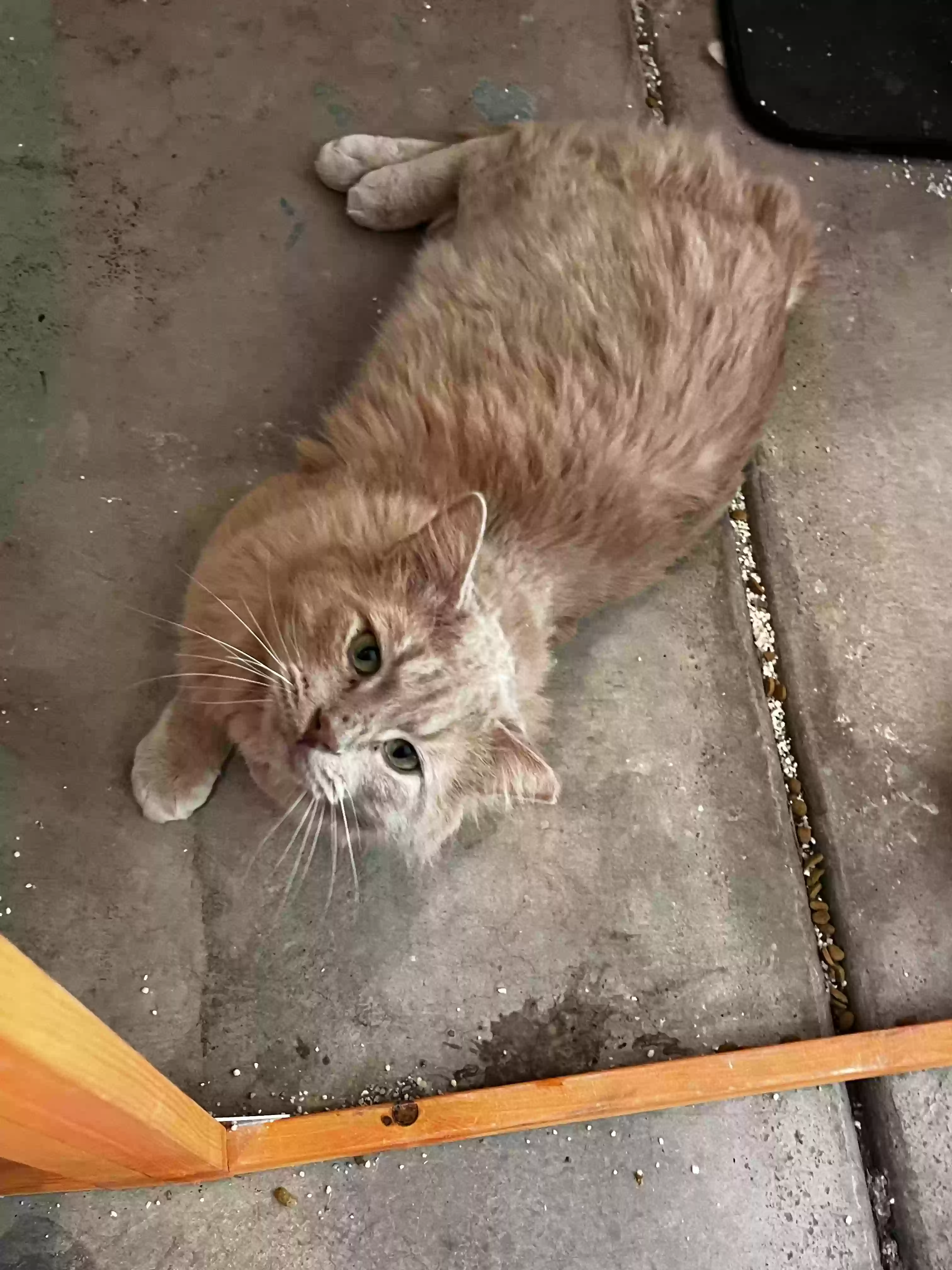 adoptable Cat in Elgin,IL named Jasper