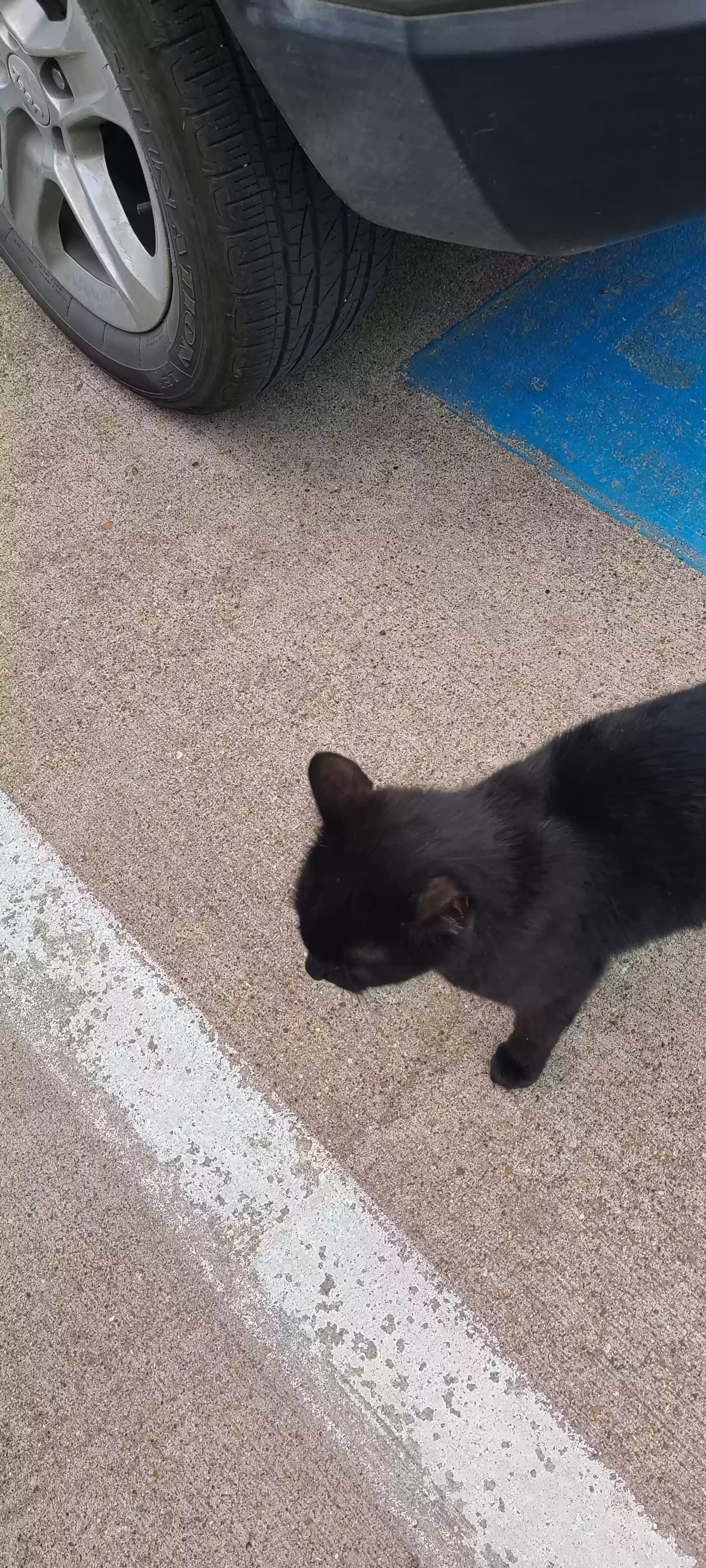 adoptable Cat in Dallas,TX named