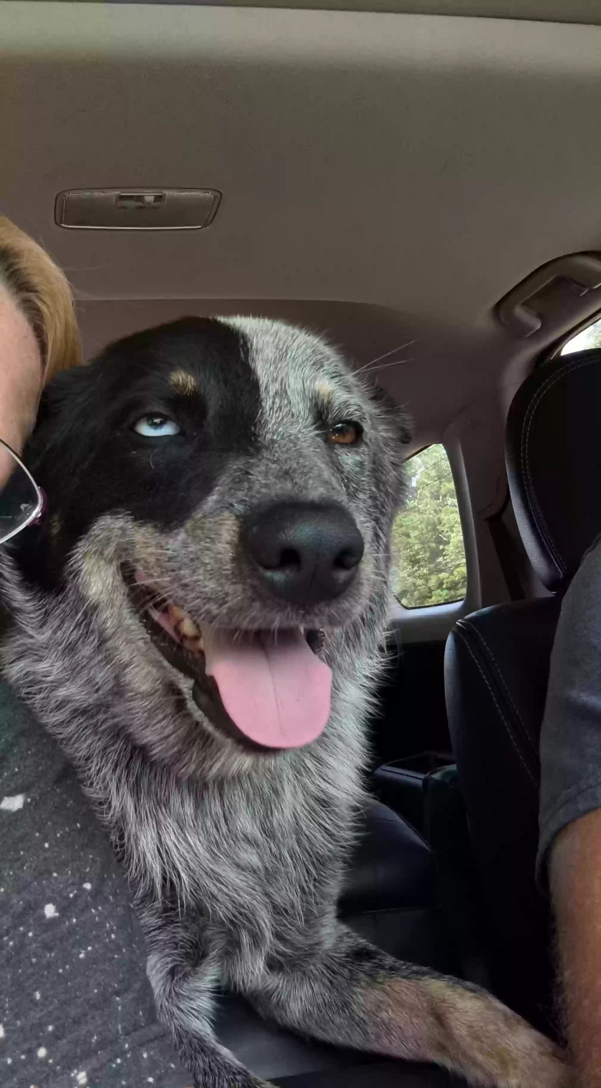 adoptable Dog in Concord,GA named Blue