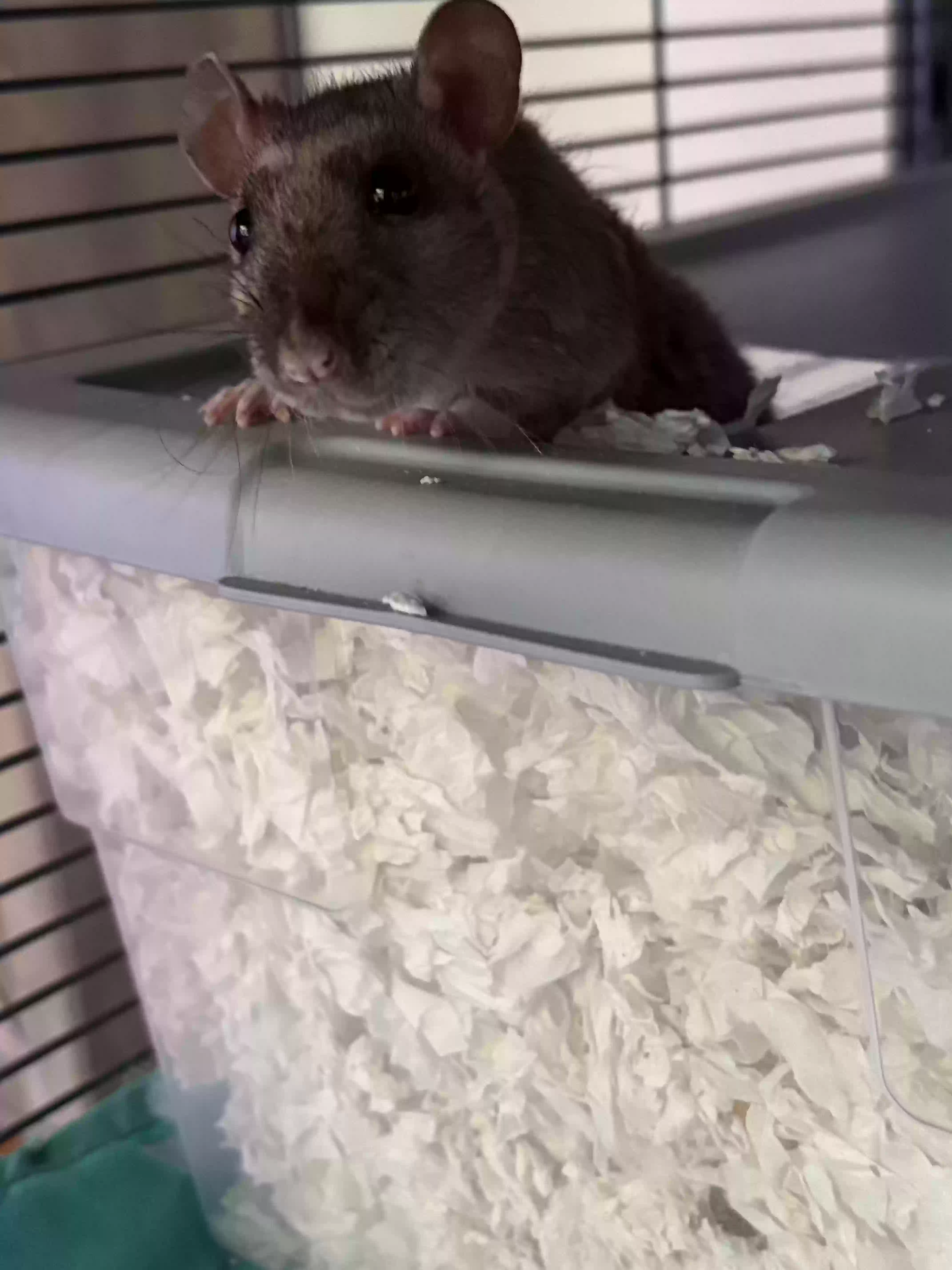 adoptable in Raleigh,NC named Velvet and Maple