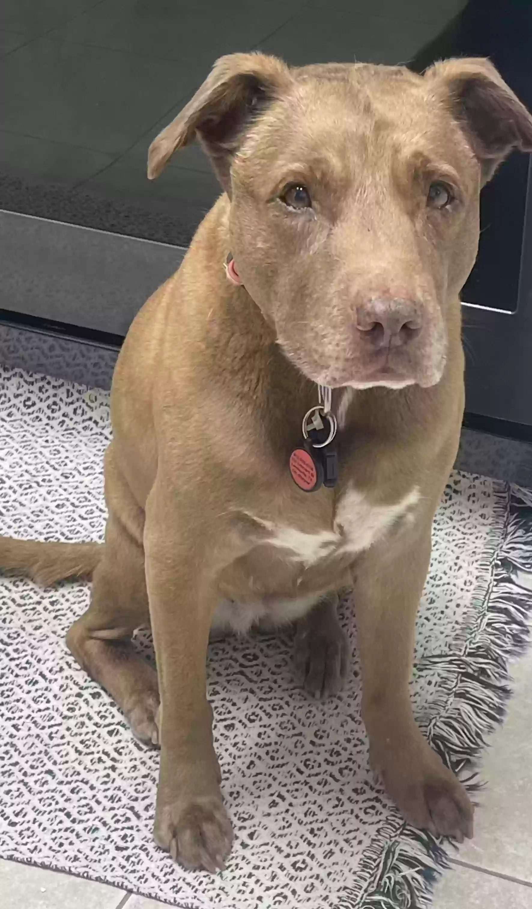 adoptable Dog in Lewisville,TX named Hazel