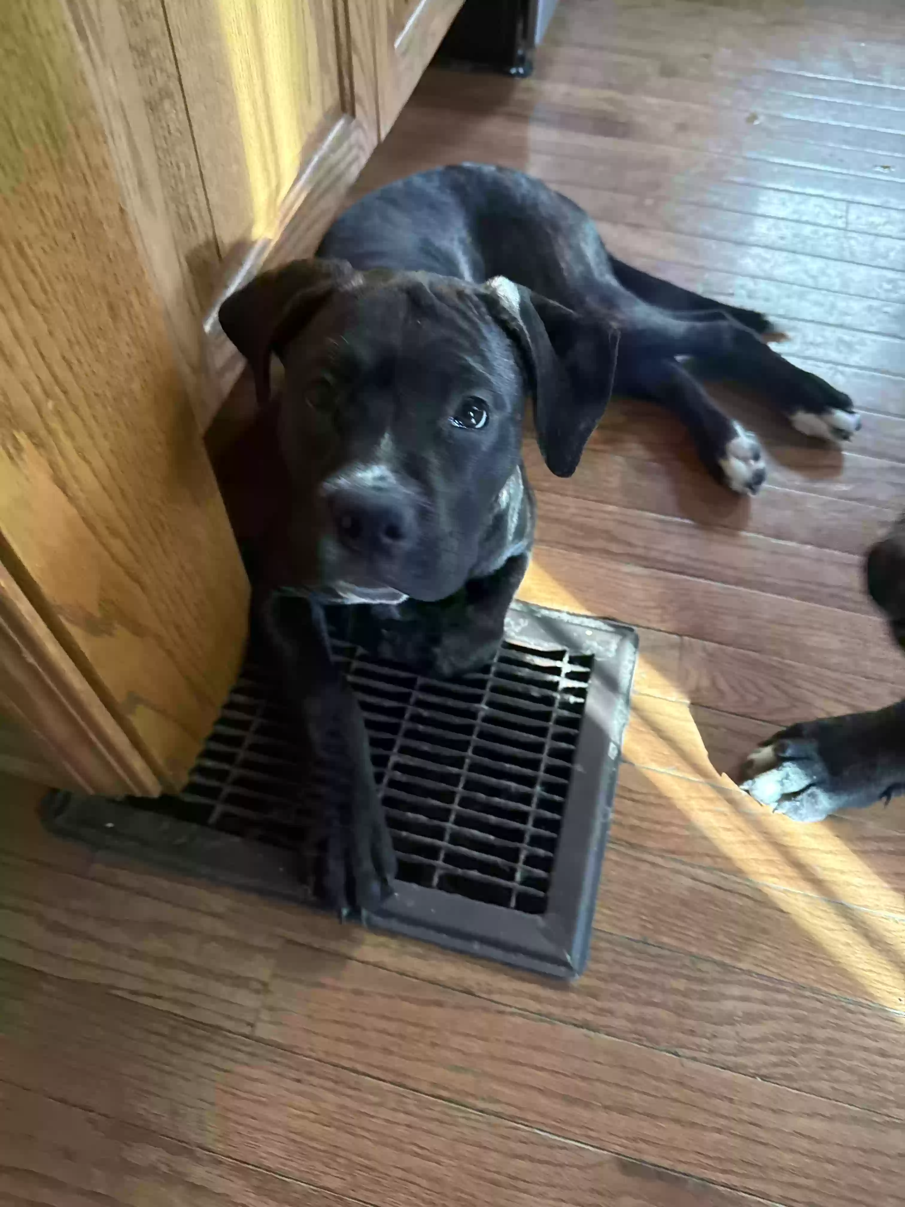 adoptable Dog in Chicago,IL named Bubble deuce