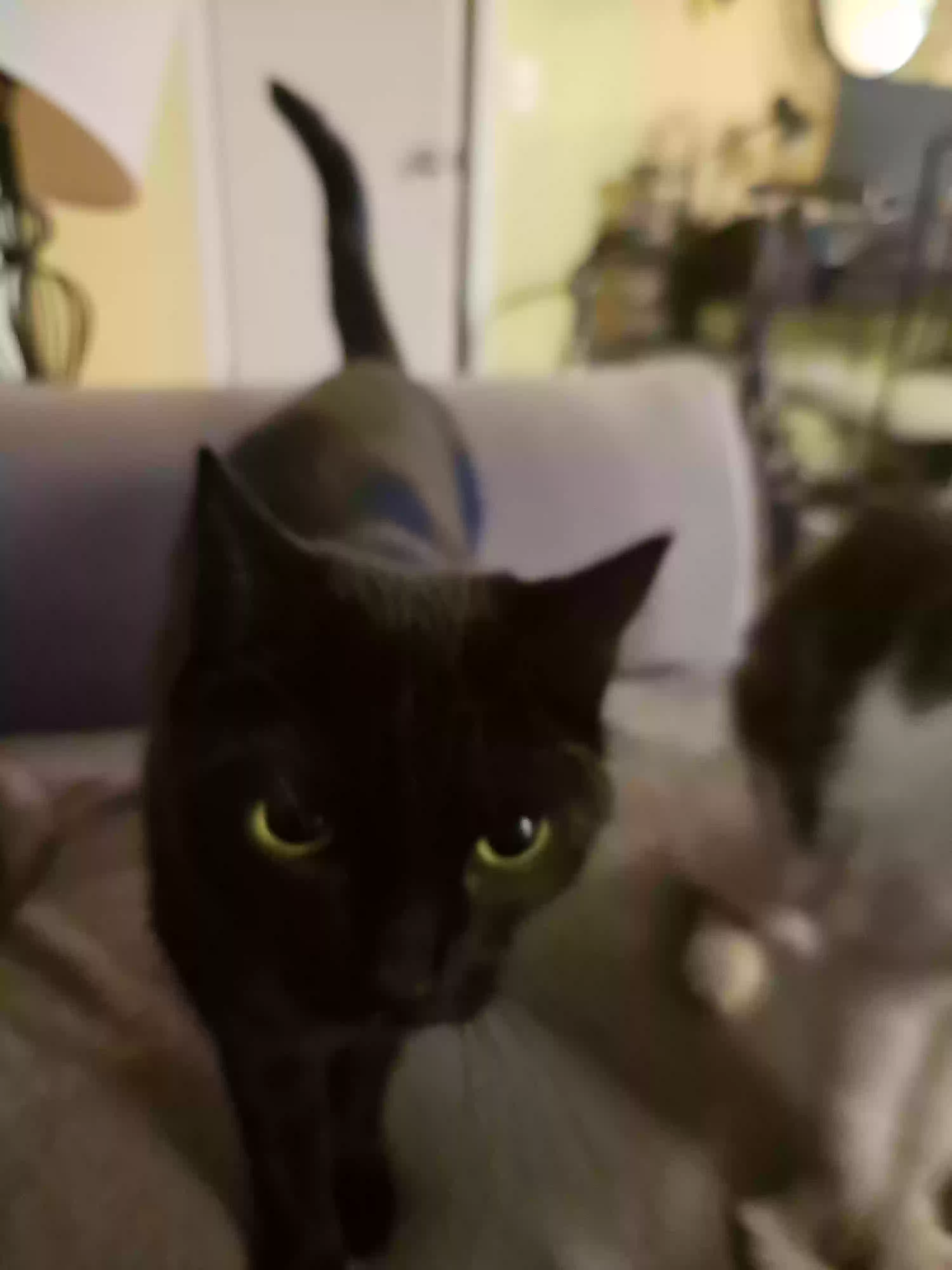 adoptable Cat in Vero Beach,FL named Carly