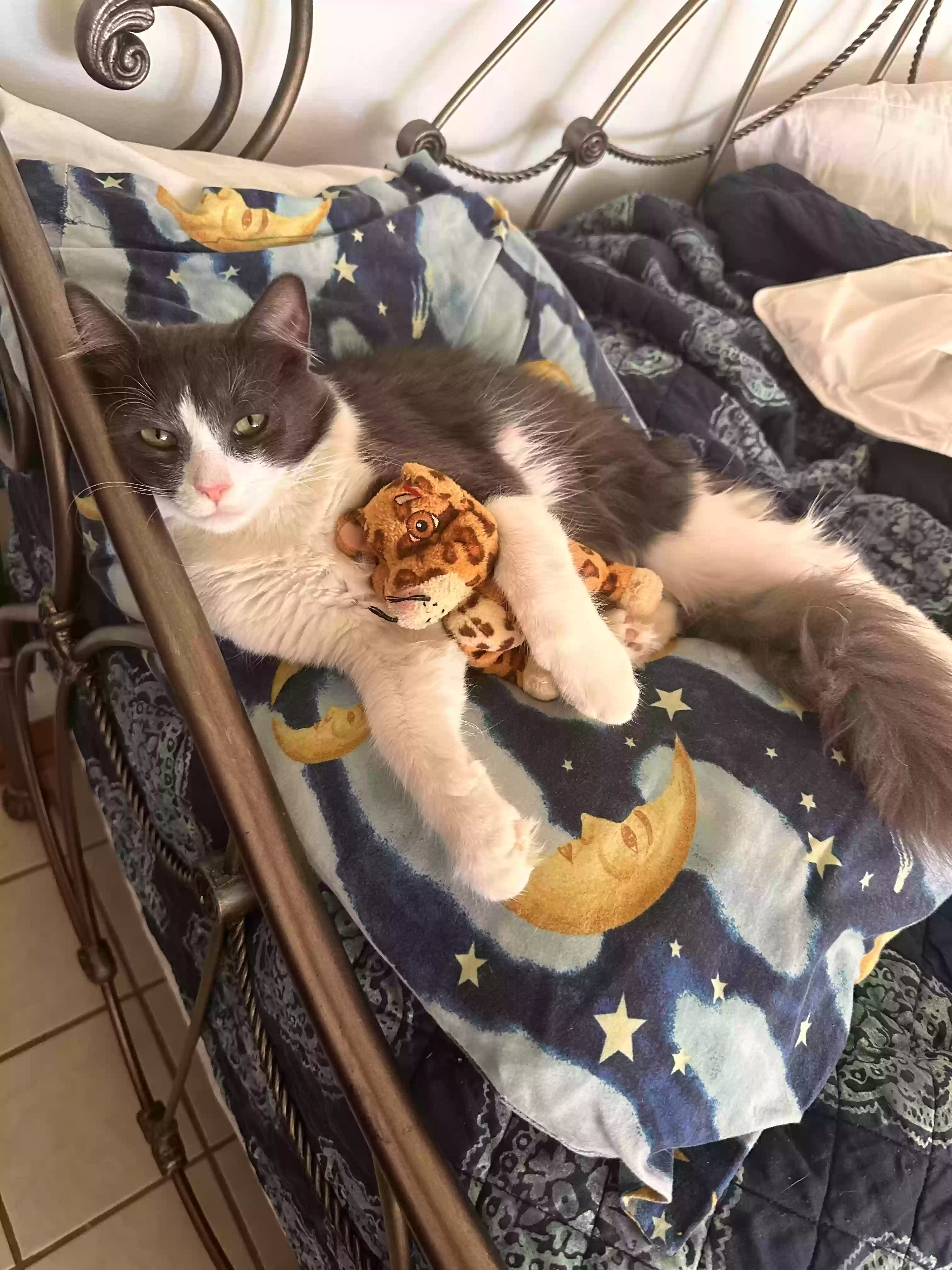 adoptable Cat in Chicago,IL named Apollo