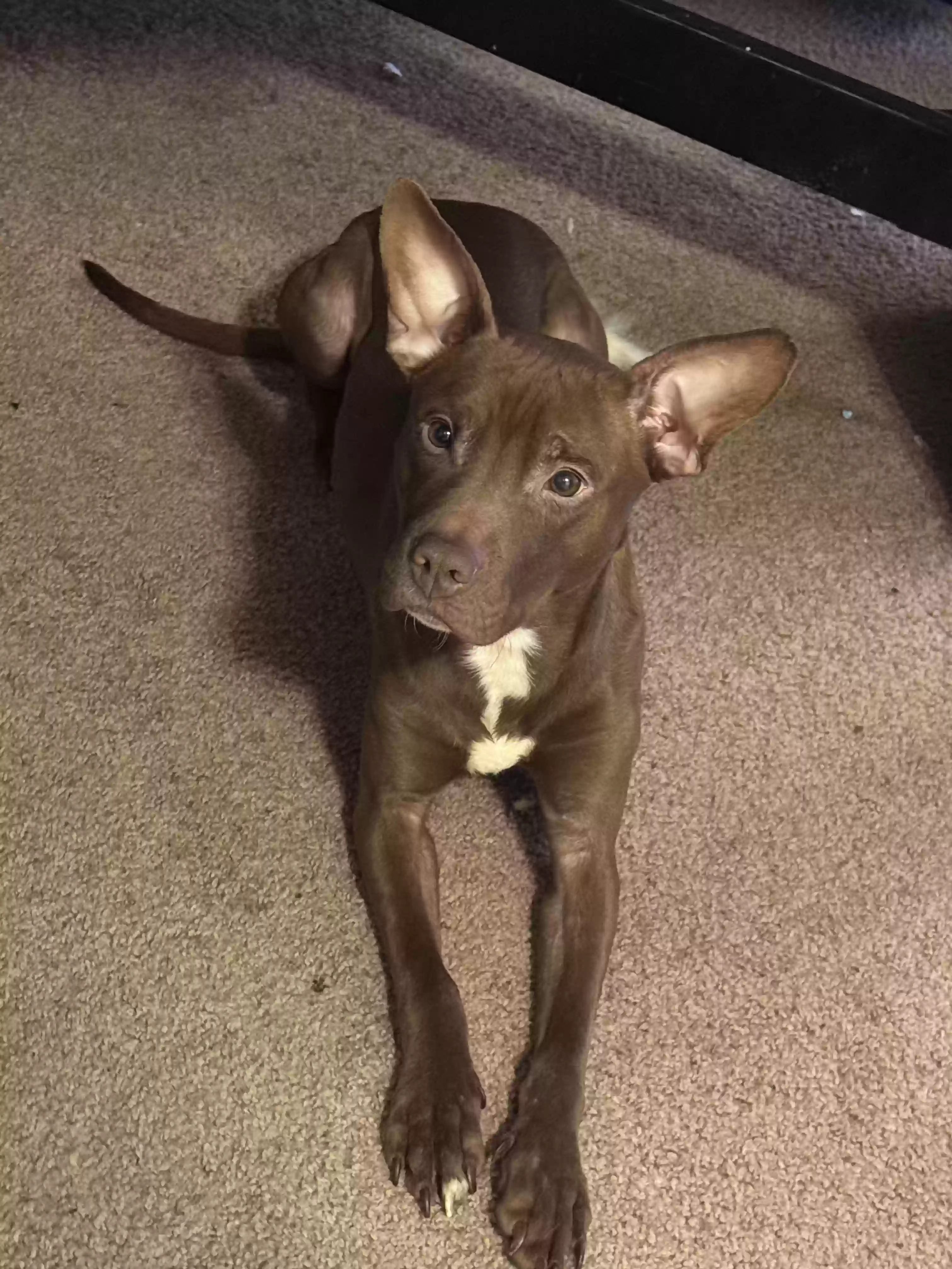 adoptable Dog in Westland,MI named Spazz
