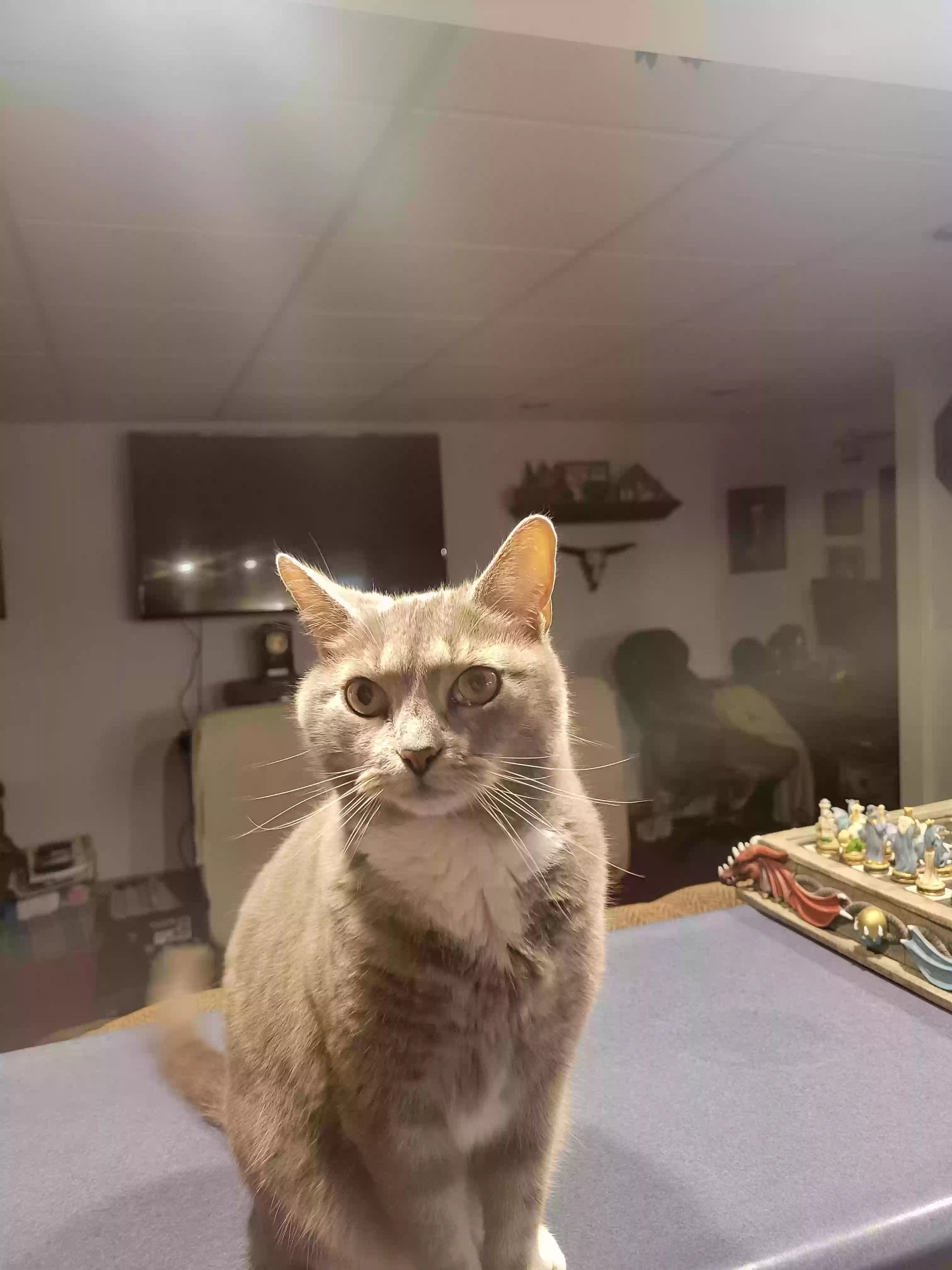 adoptable Cat in Trenton,OH named Precious