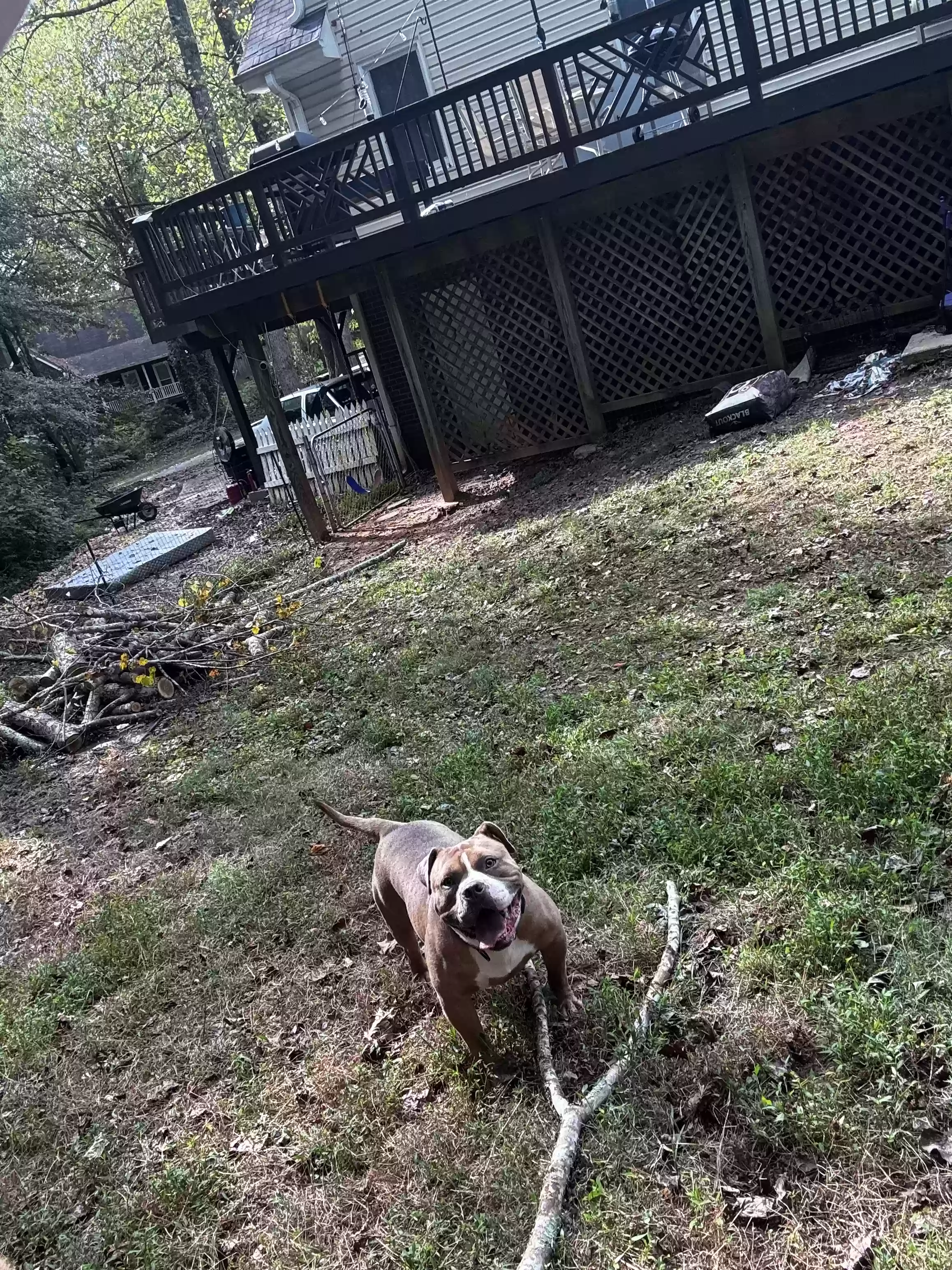 adoptable Dog in Kennesaw,GA named Rex