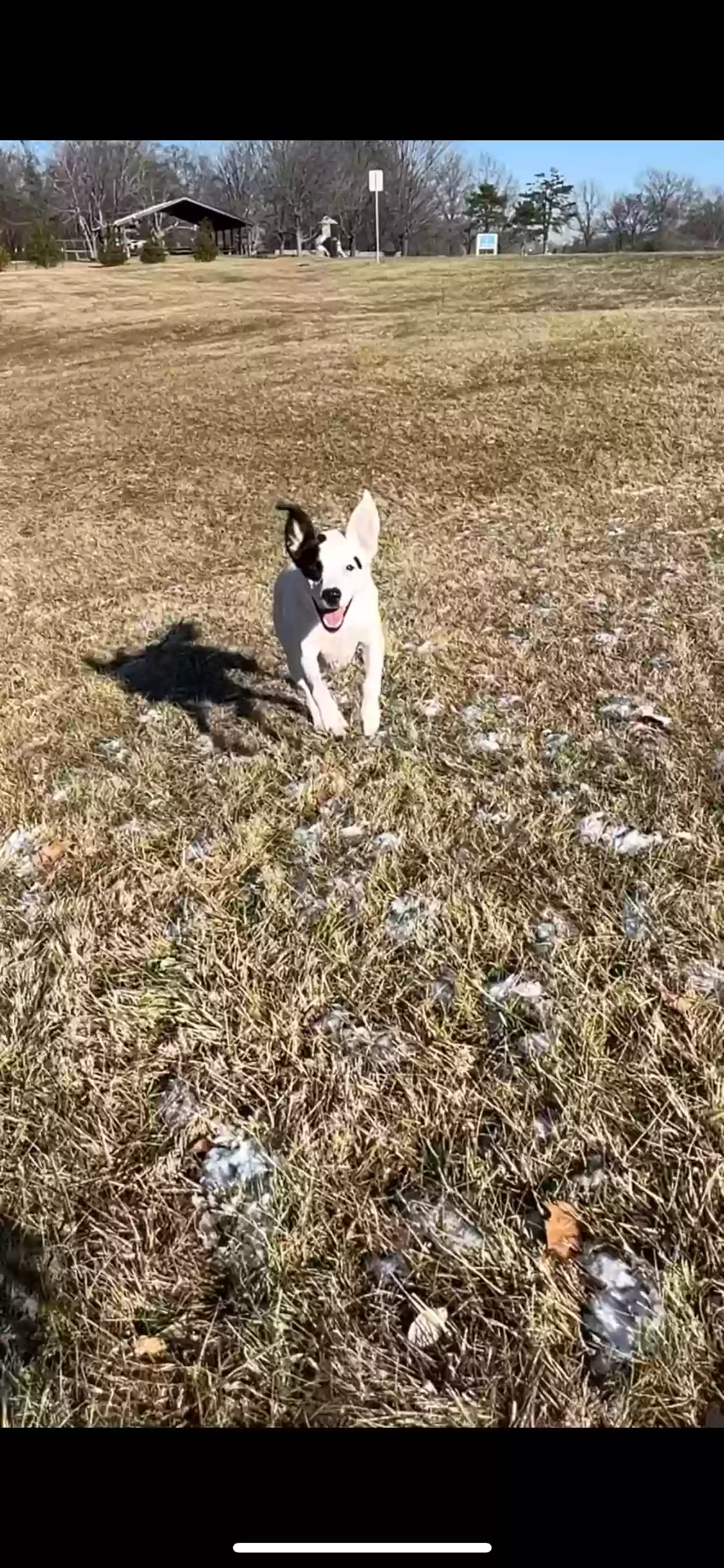 adoptable Dog in Saint Louis,MO named Tilly