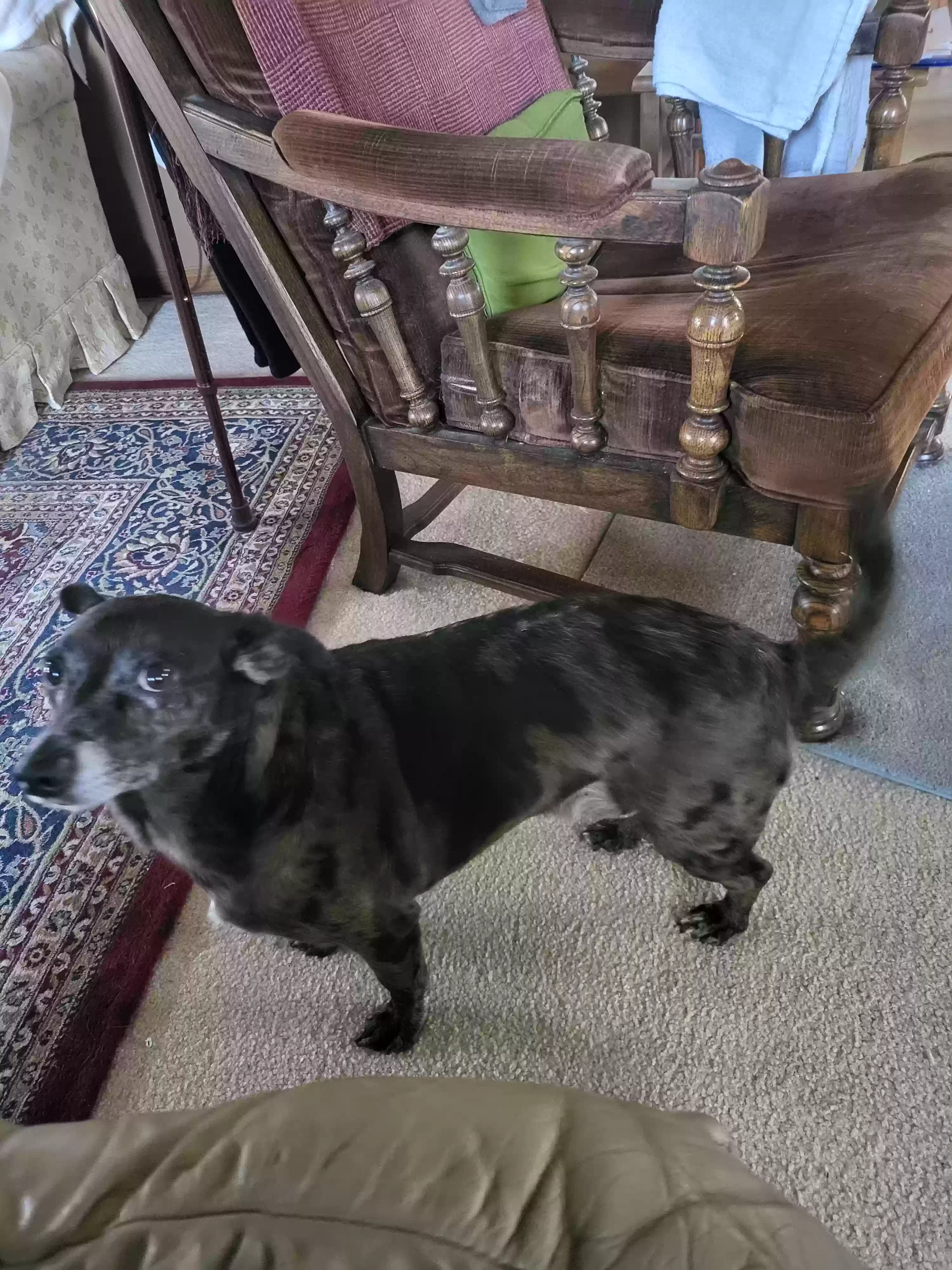adoptable Dog in Canton,OH named 2 dogs, names are Buddy and Bear