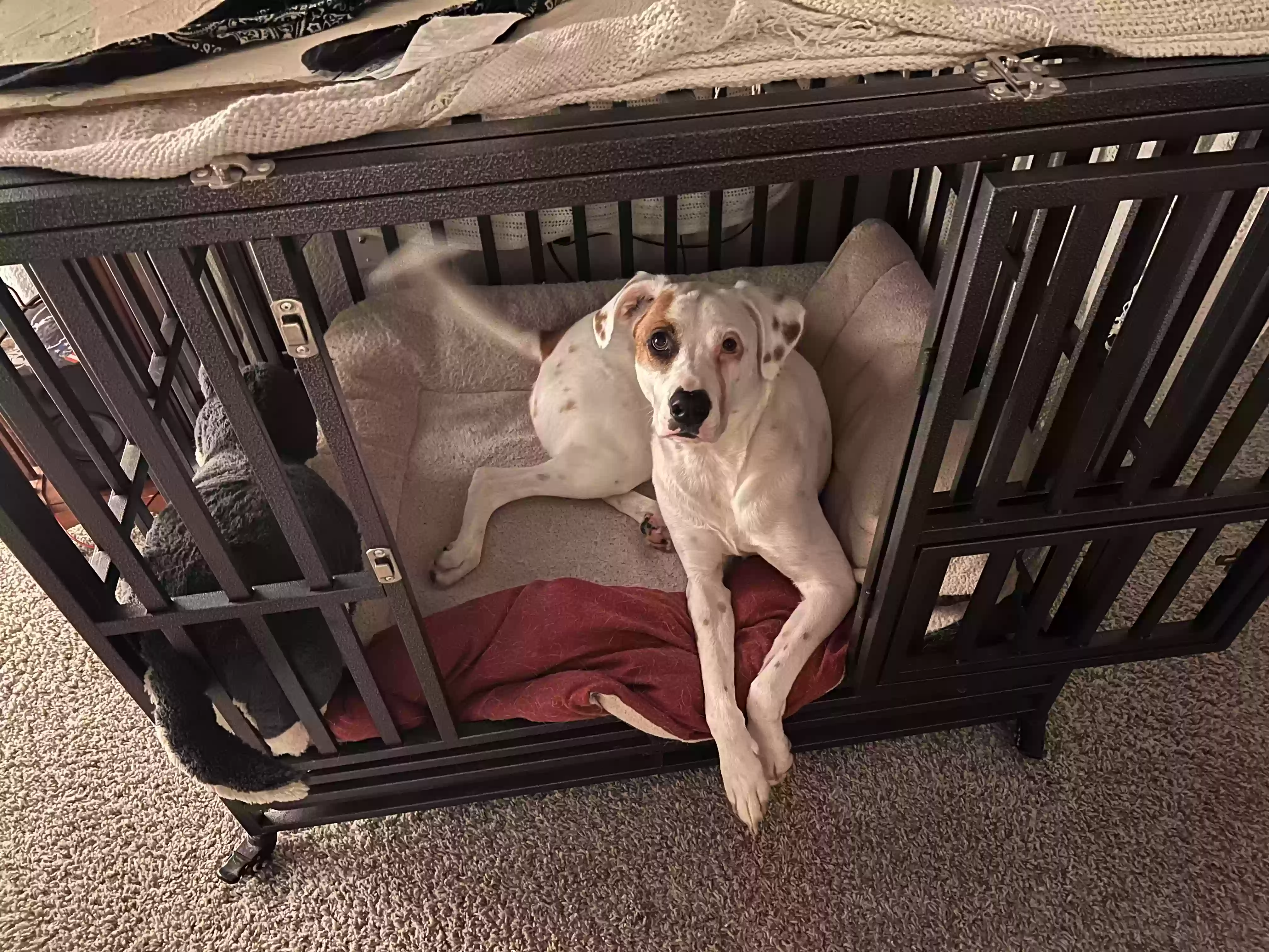 adoptable Dog in Grand Rapids,MI named Carrot