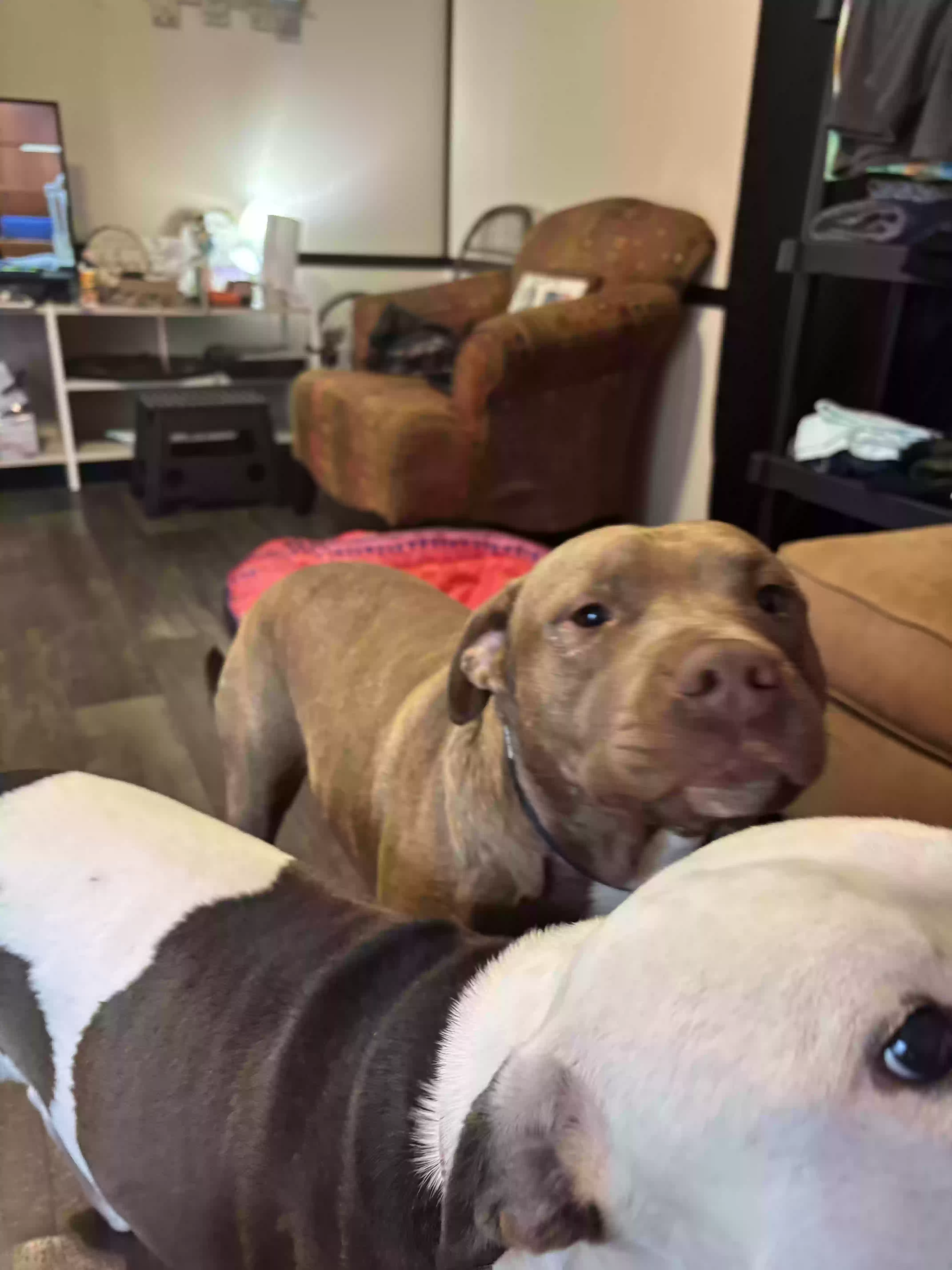 adoptable Dog in Evansville,IN named Marz